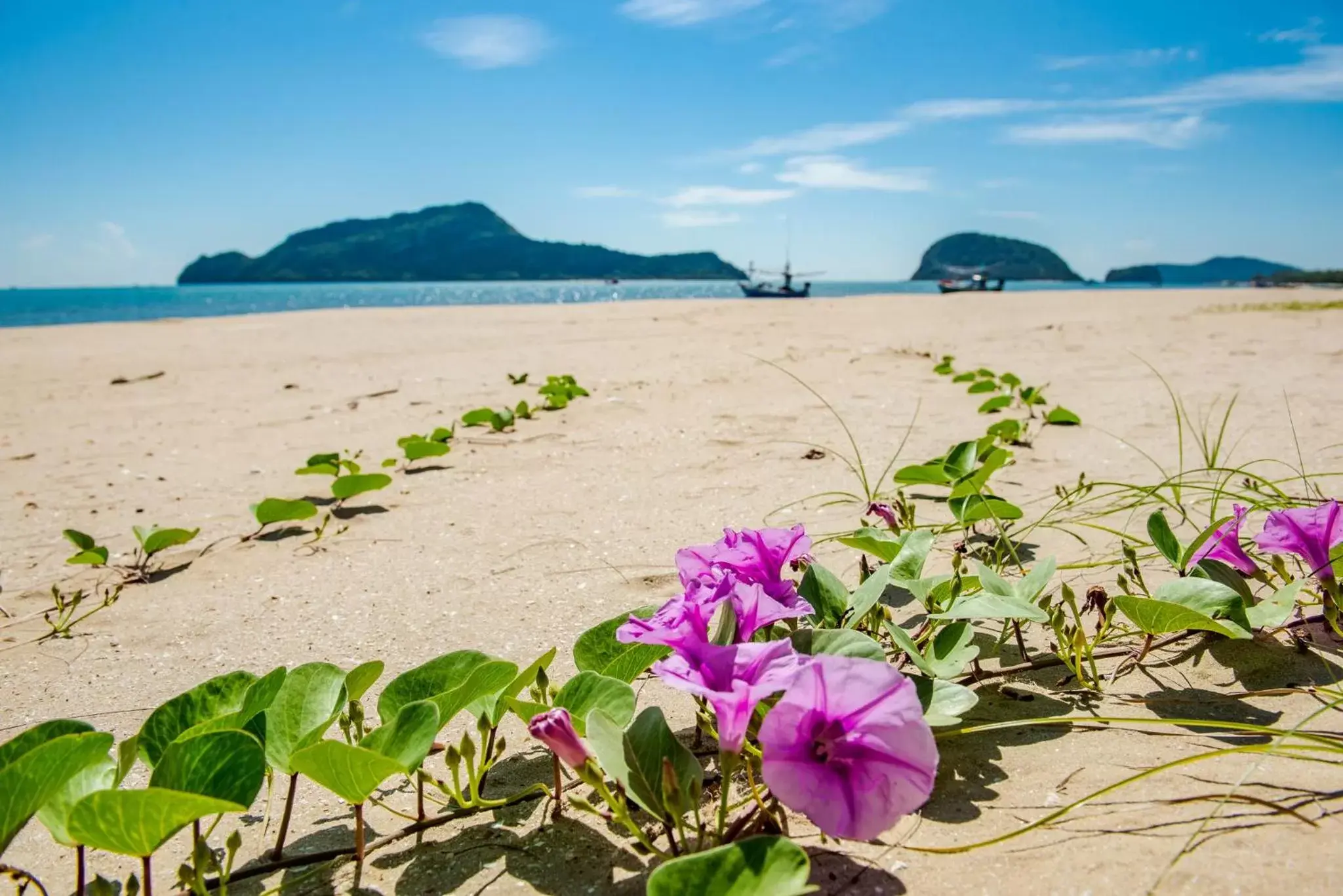 Beach in The Beach Village Resort