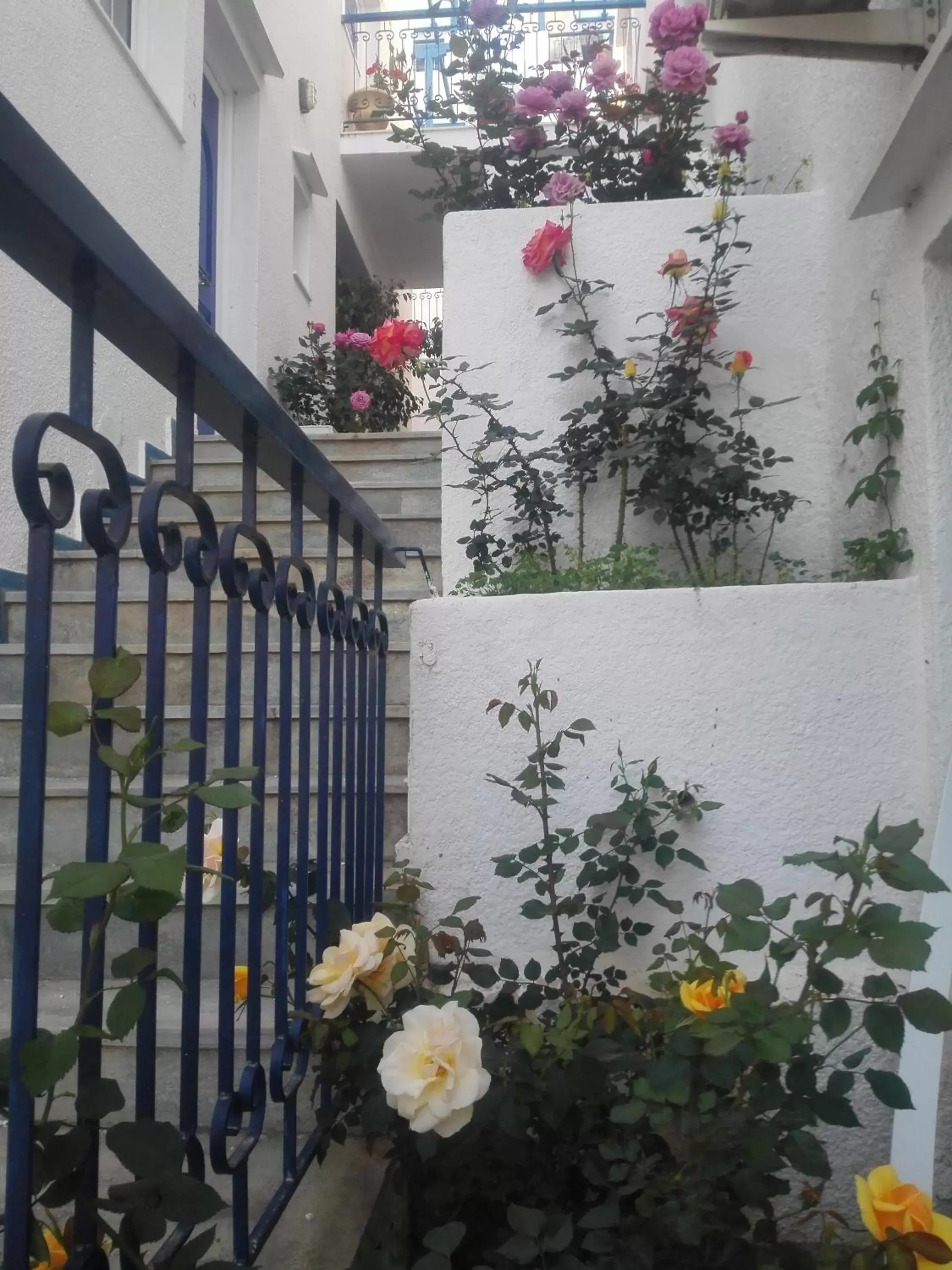 Garden in Rania Studios