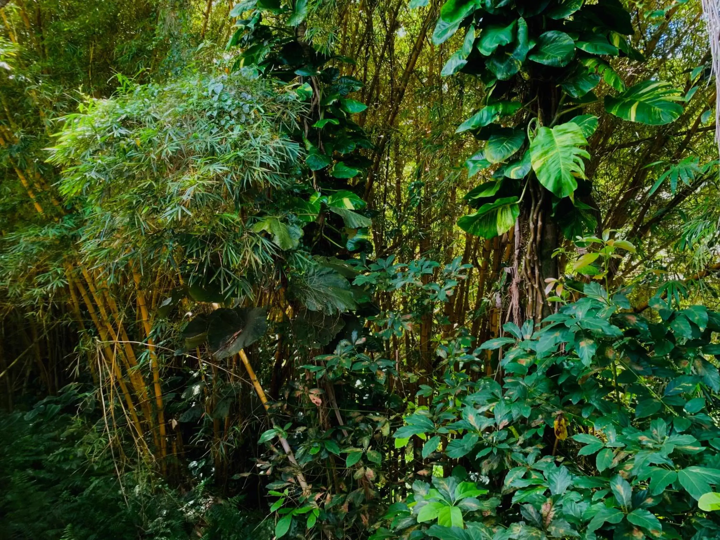 Double Room with Garden View in Wild Ginger Hotel Double Room with Garden View in Wild Ginger Hotel