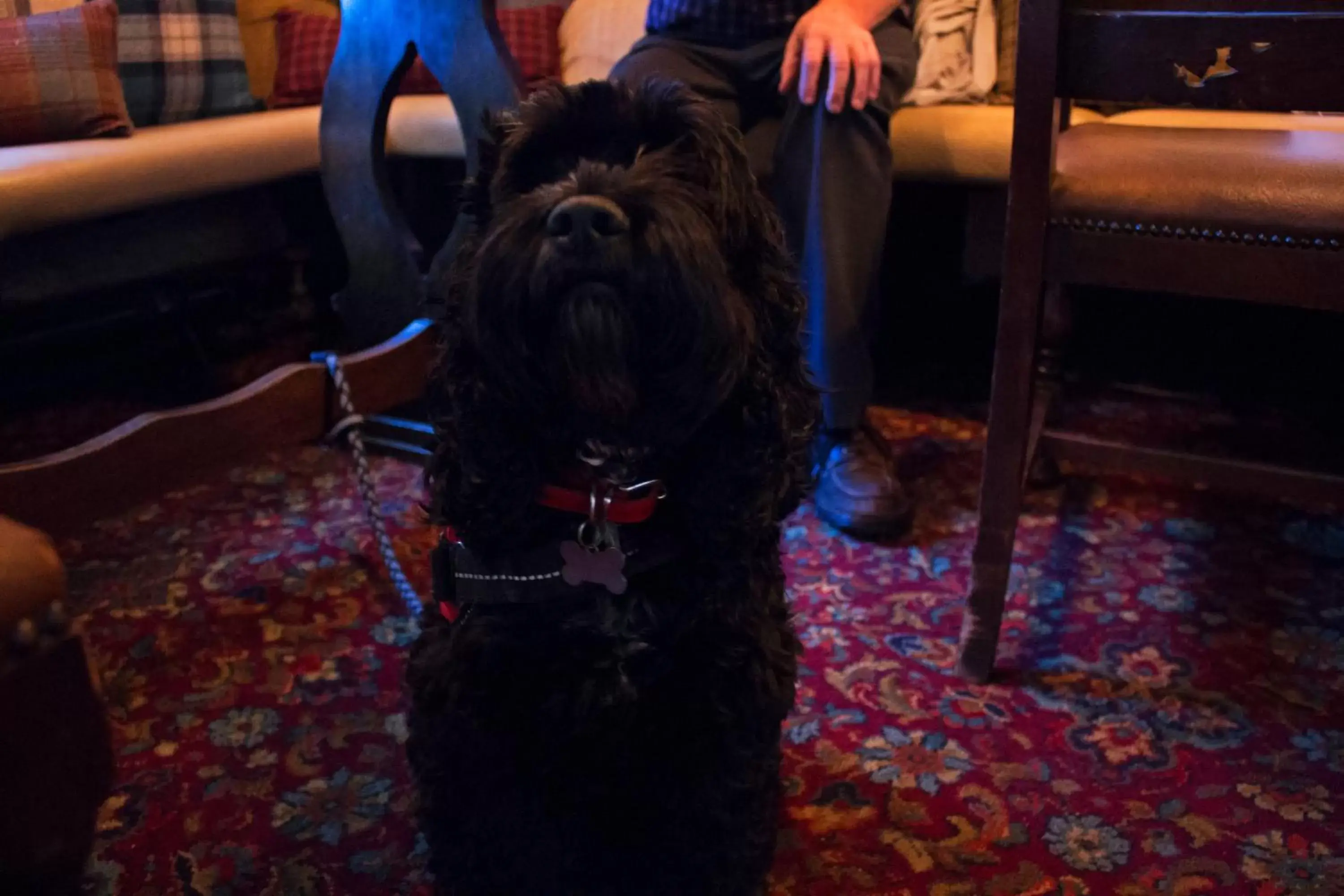 Pets in The Groes Inn