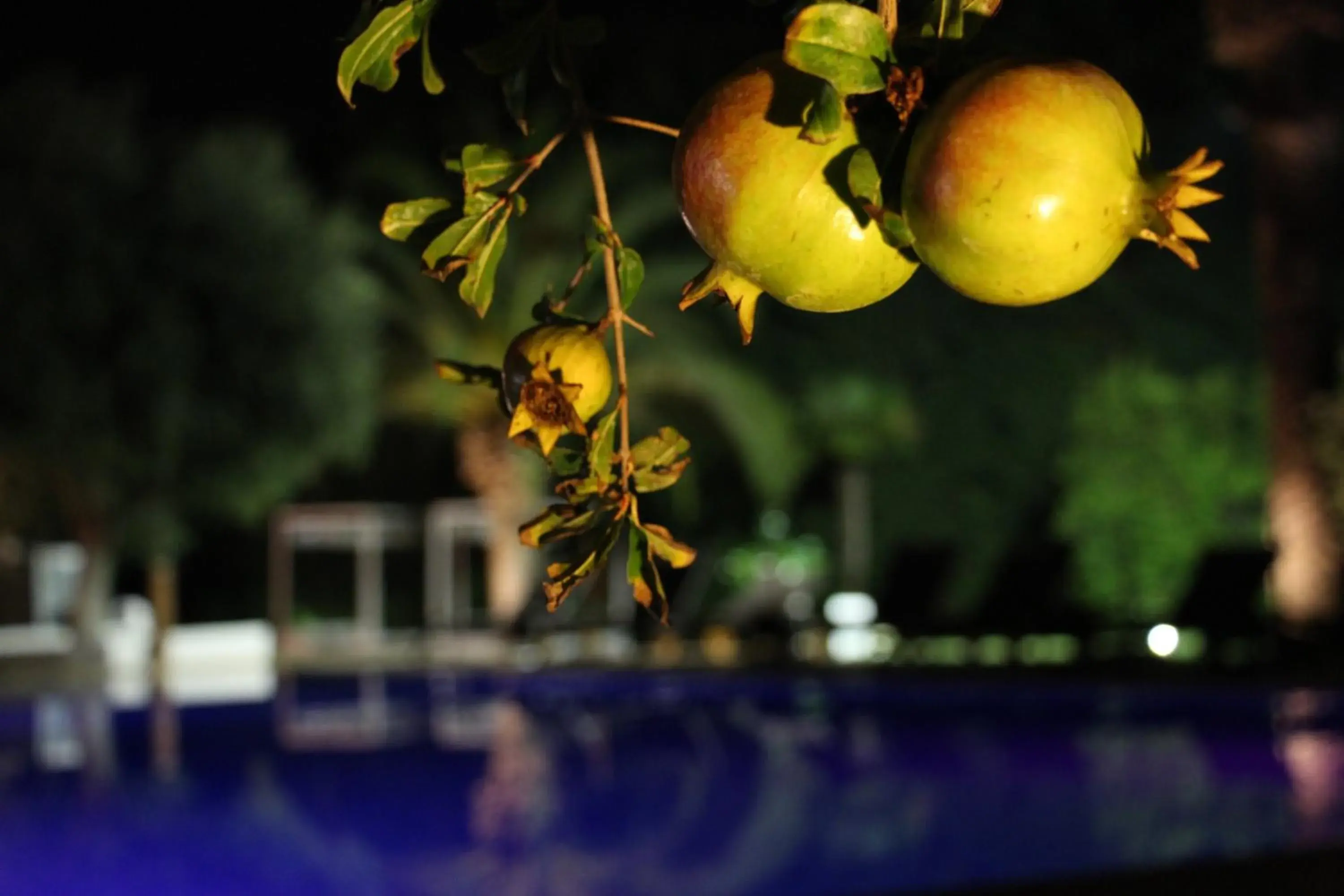 Decorative detail, Swimming Pool in Hotel Terranobile Metaresort