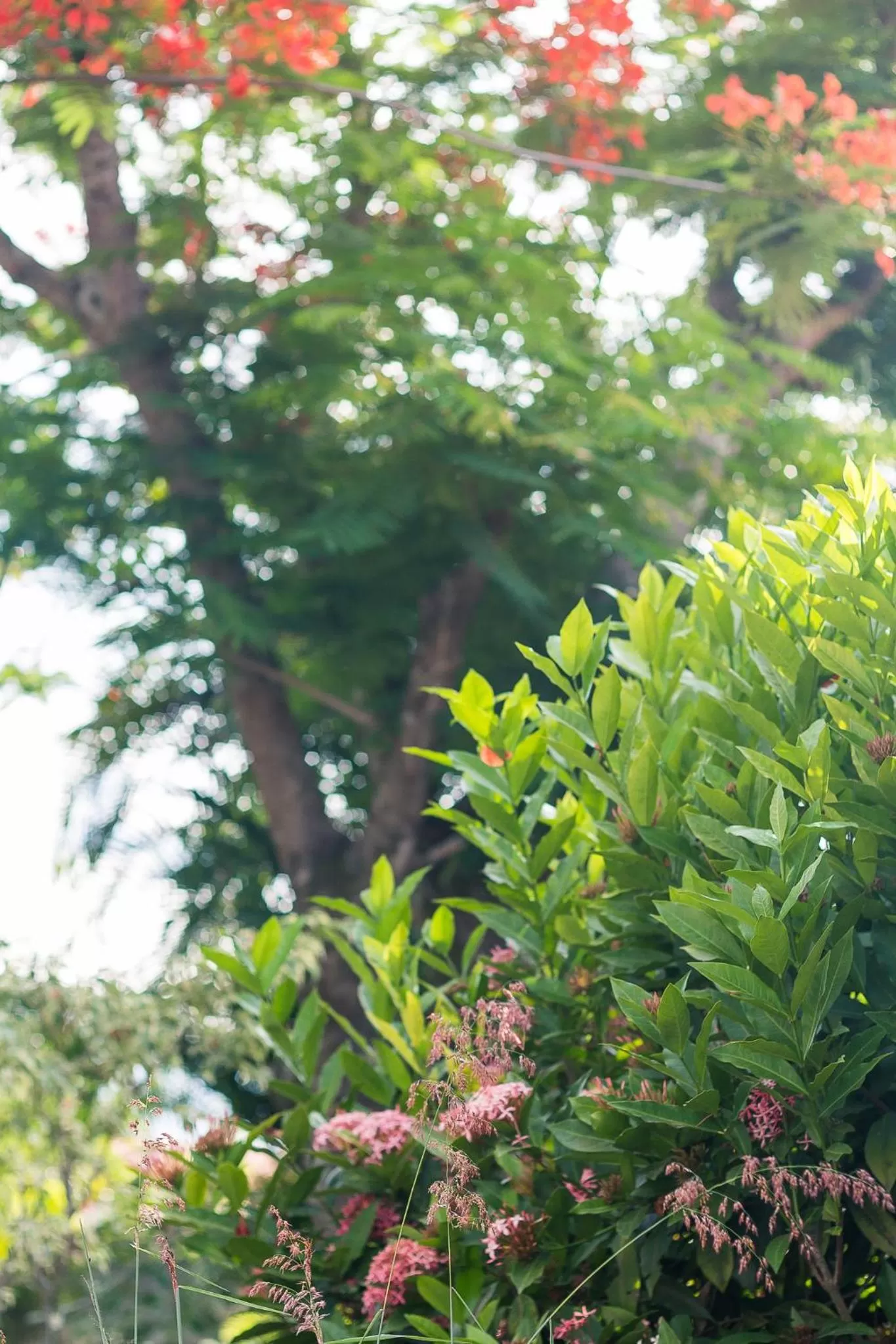 Garden in Pousada Solar Tropical