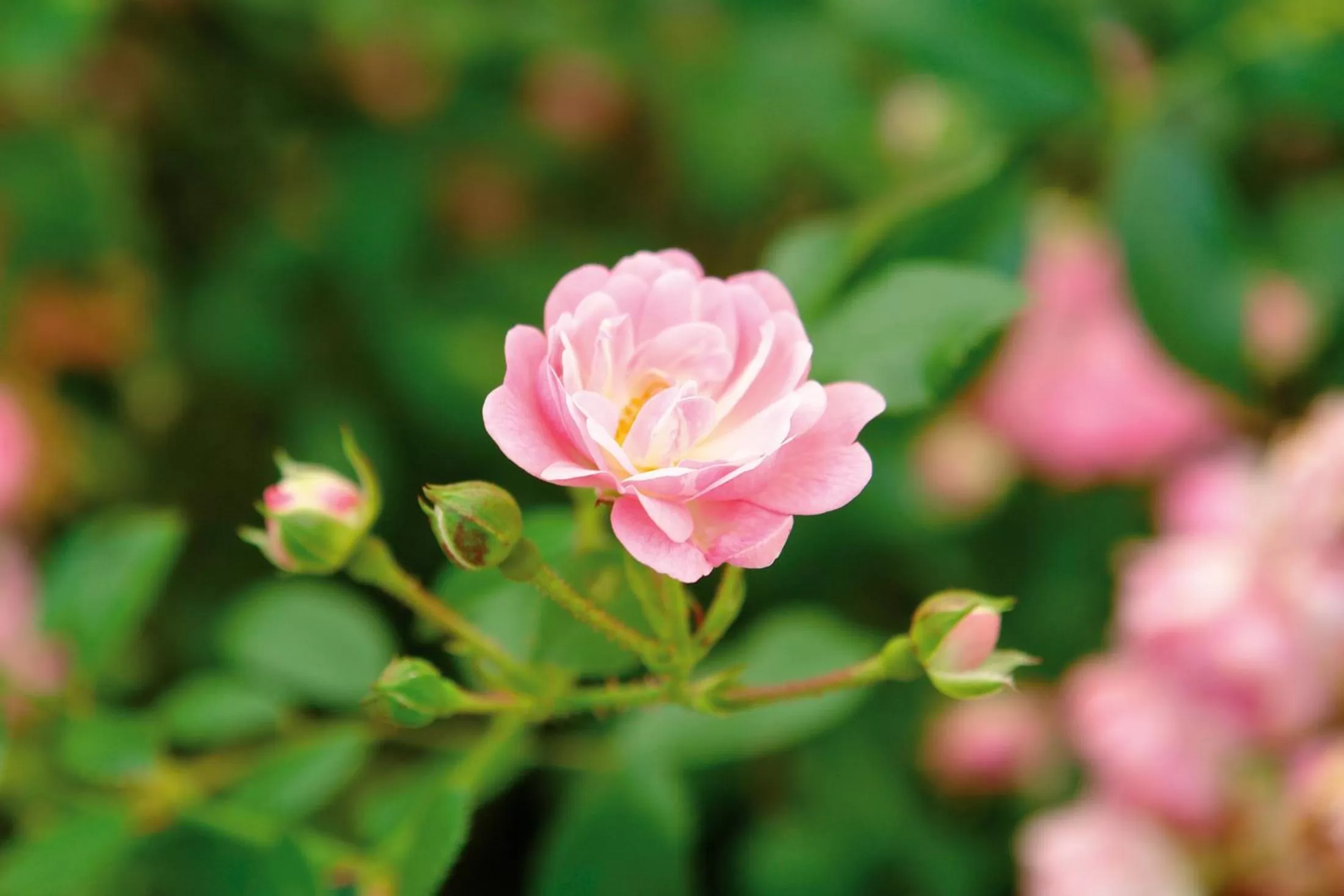 Garden in Hotel und Restaurant Bühlhaus