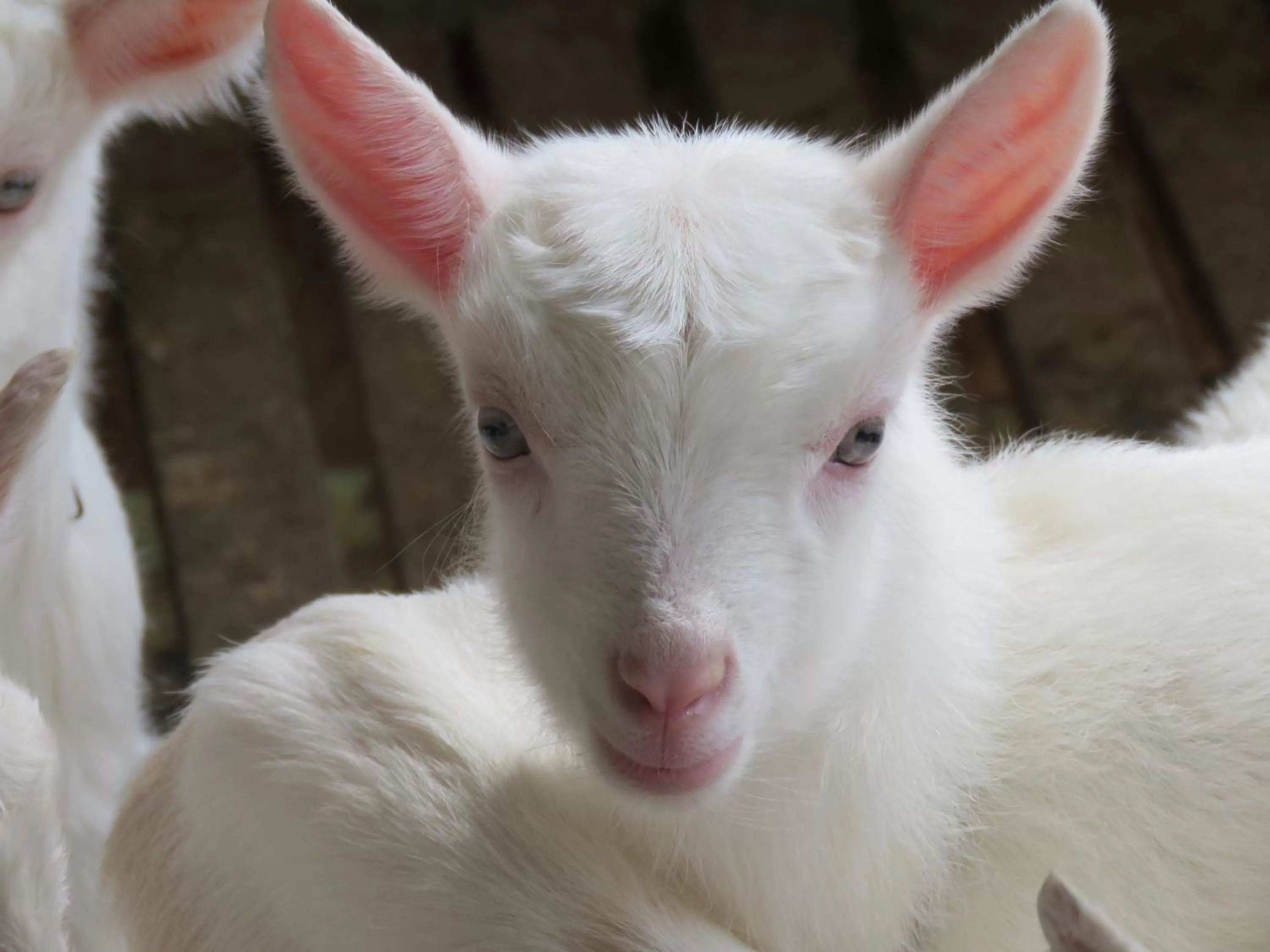 Property building, Pets in Lagoa Seca Hotel Rural