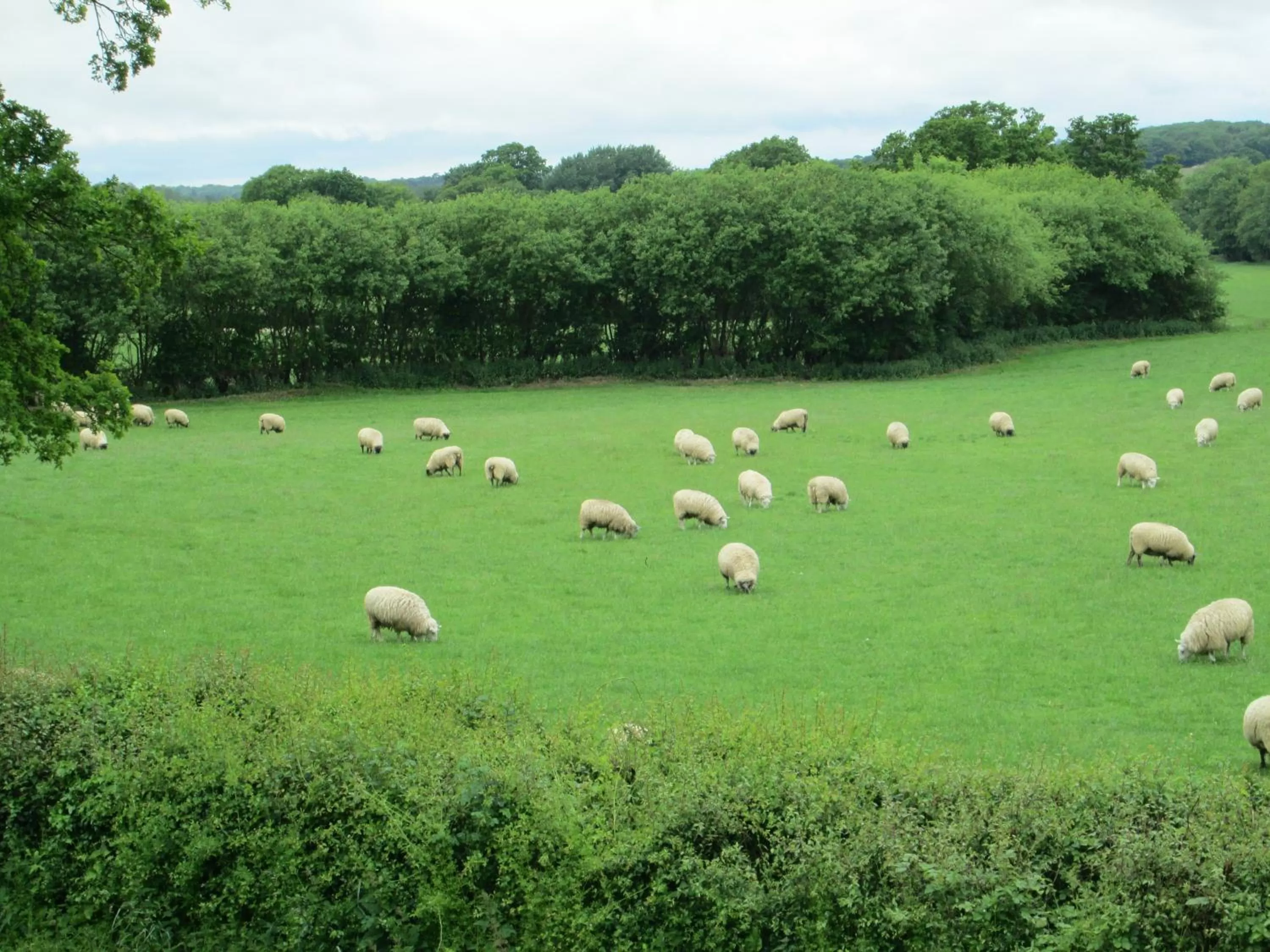 View (from property/room) in West View Lodge