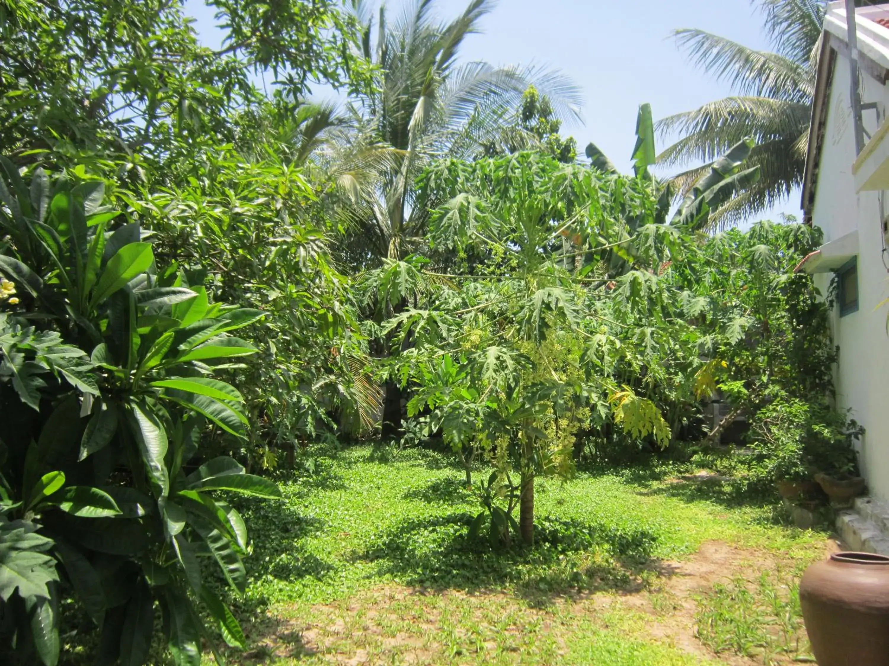 Garden in Local Beach Homestay