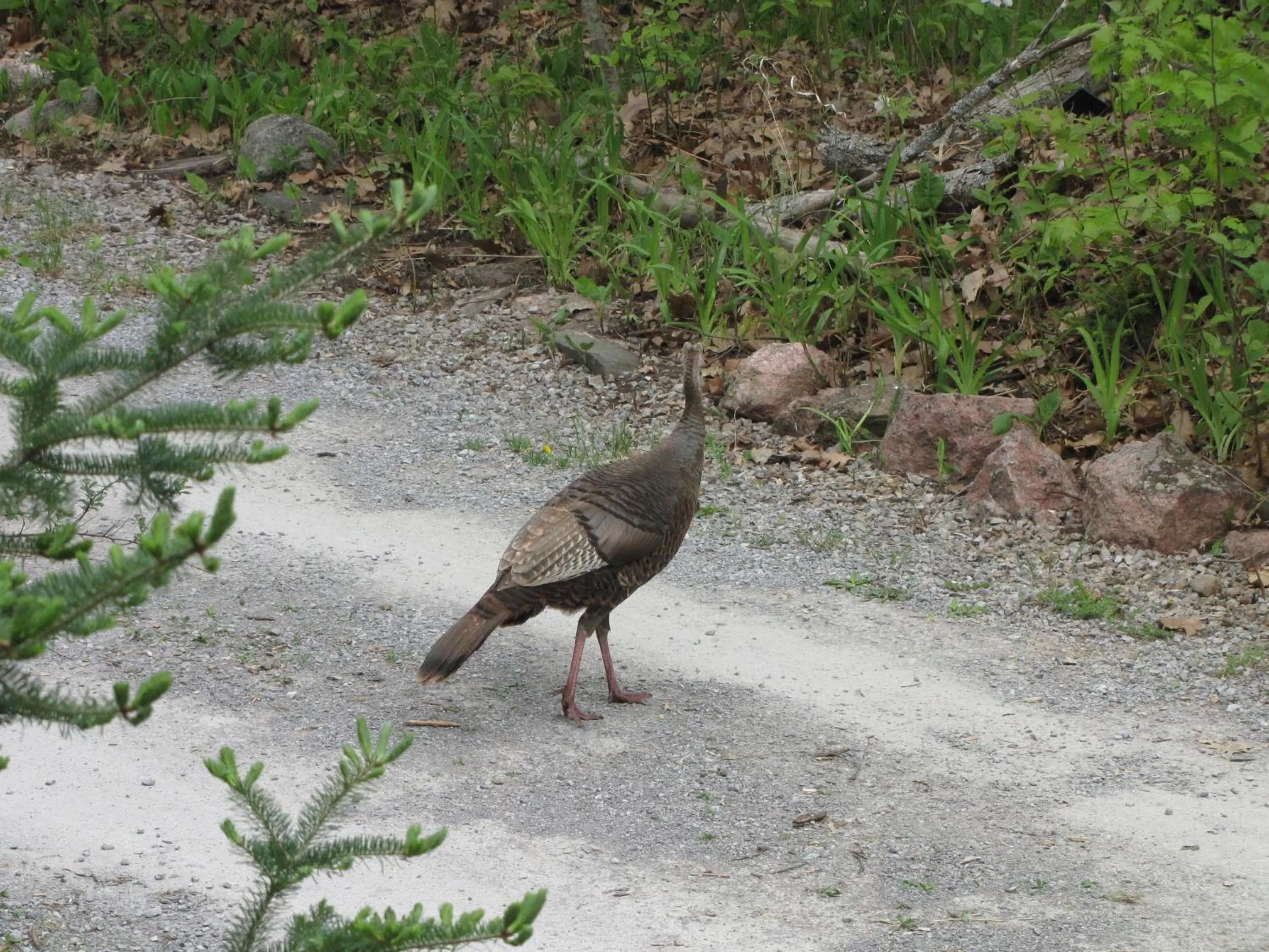 Animals, Other Animals in Shambhala Bed and Breakfast