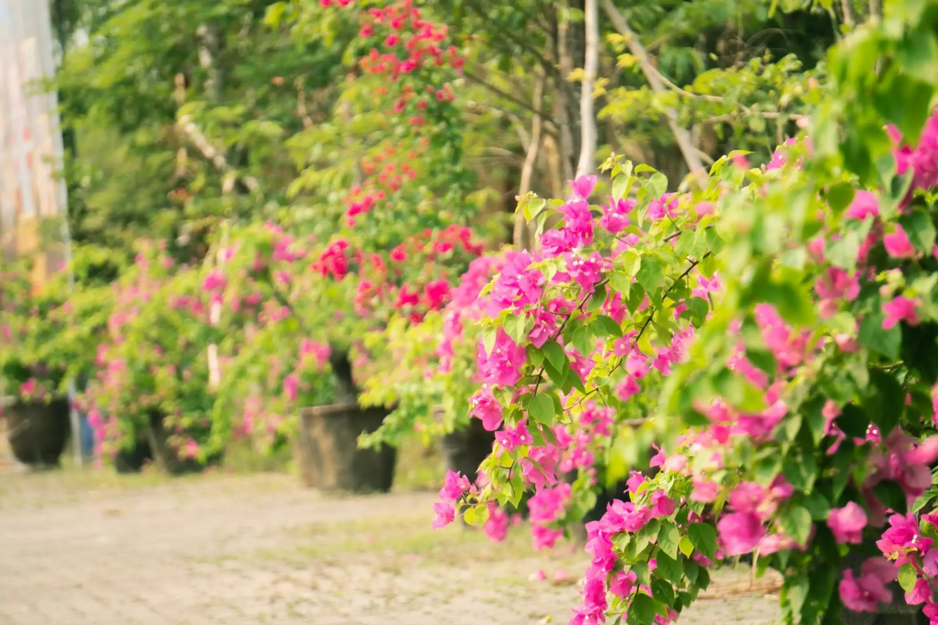 Garden in Mercury Phu Quoc Resort & Villas