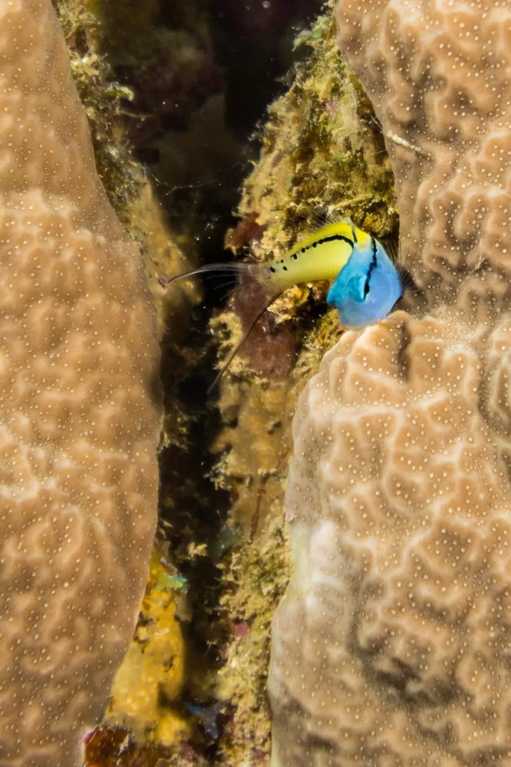 Snorkeling, Other Animals in Coral Sun Beach