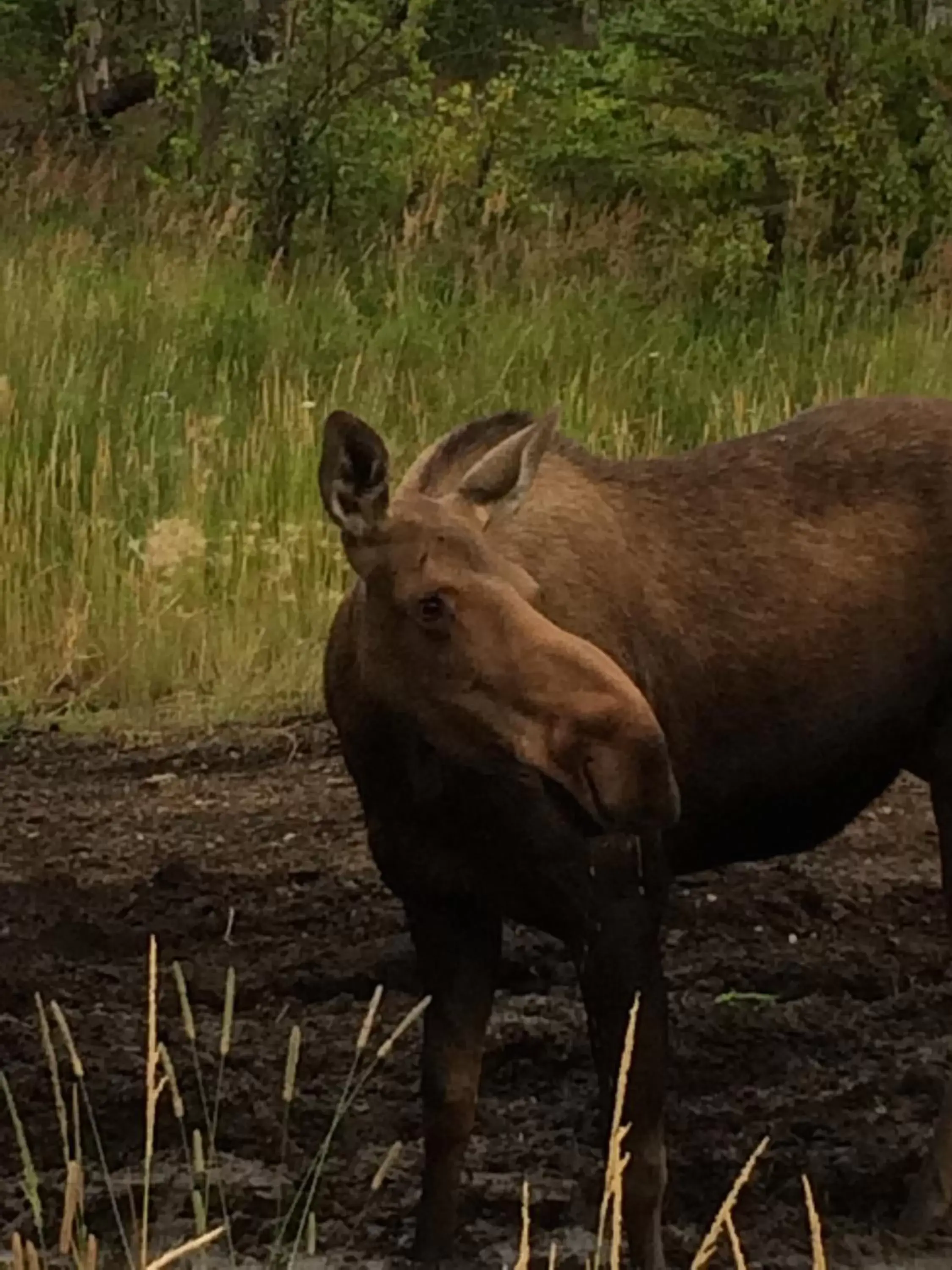 Animals, Other Animals in Fishhook Sunrise B&B