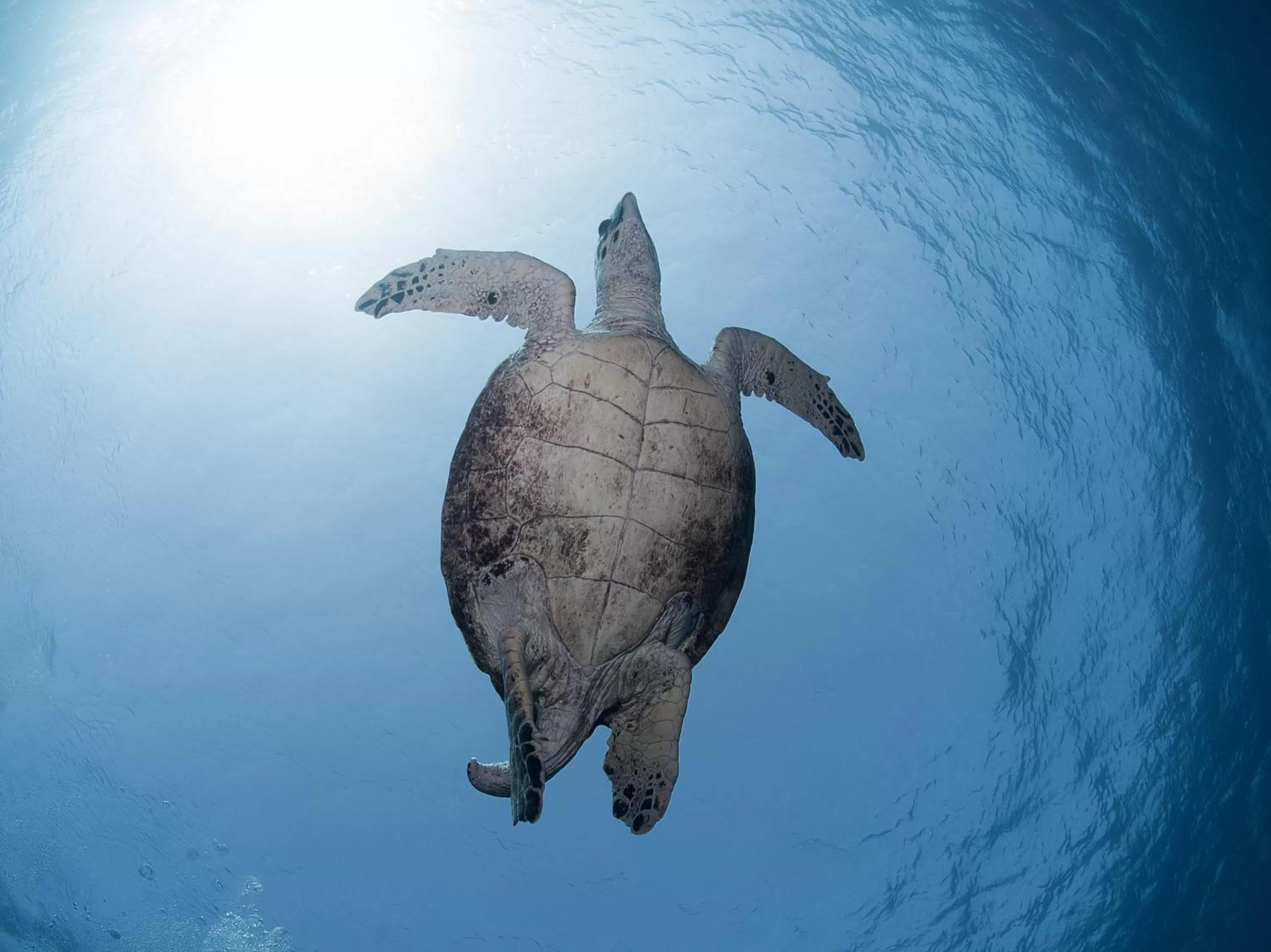 Snorkeling in Aqaba Adventure Divers Resort & Dive Center