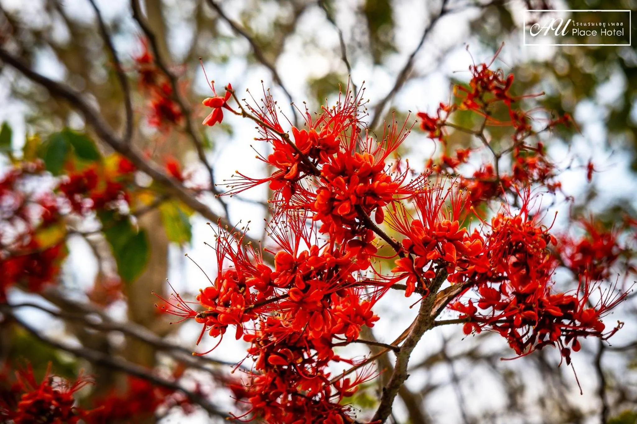 Spring in AU Place Hotel