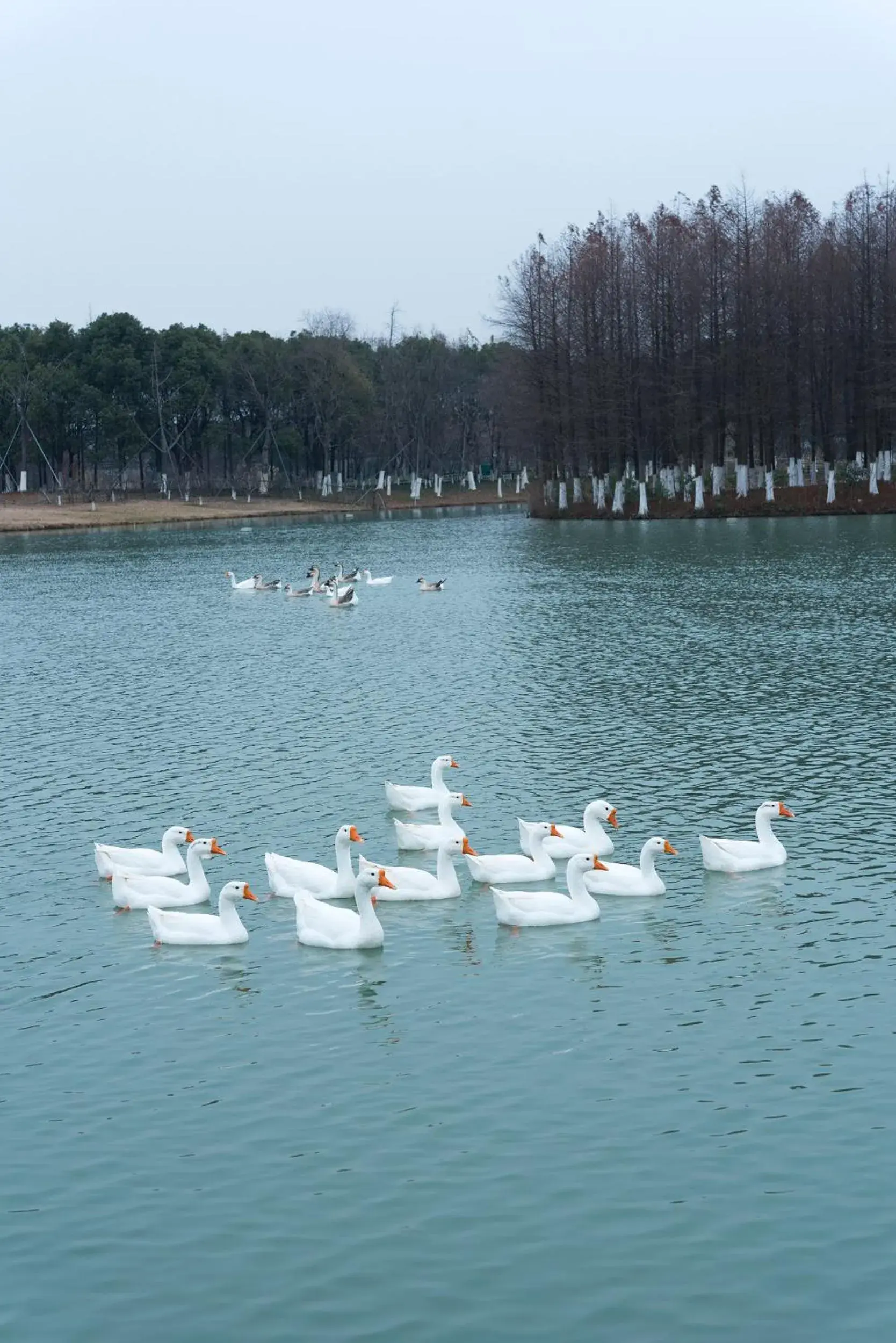 Autumn, Other Animals in Fairmont Yangcheng Lake Kunshan