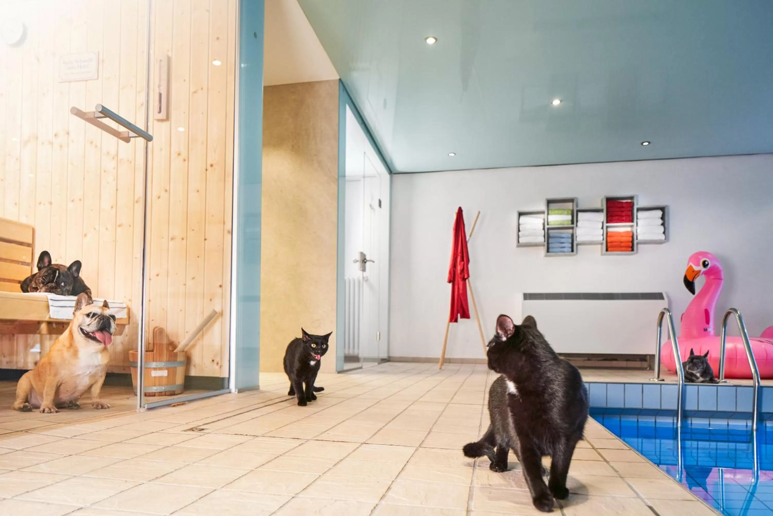 Swimming pool in Landhotel Fettehenne