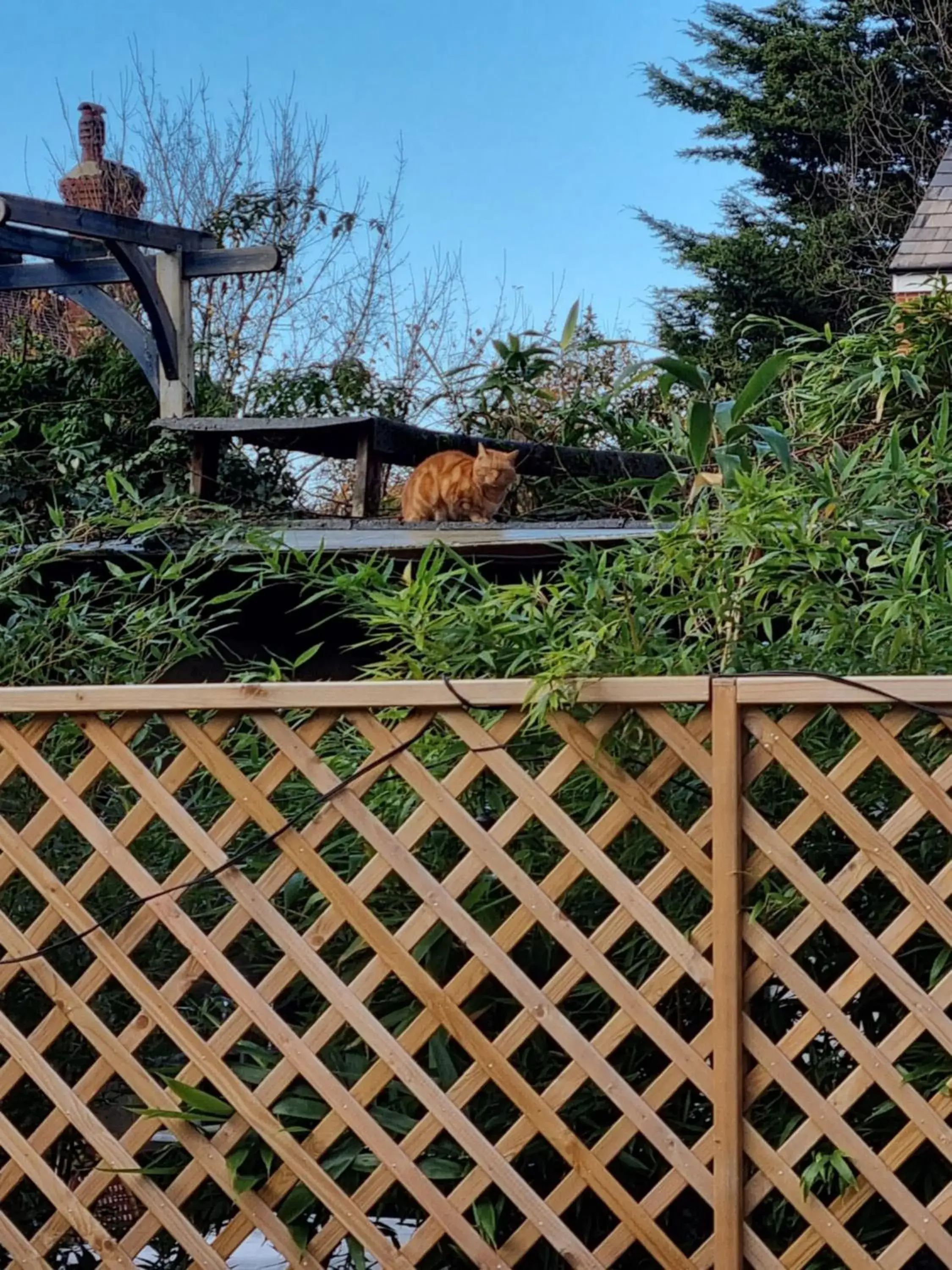 Garden view in The Windmill Hotel Garden view in The Windmill Hotel