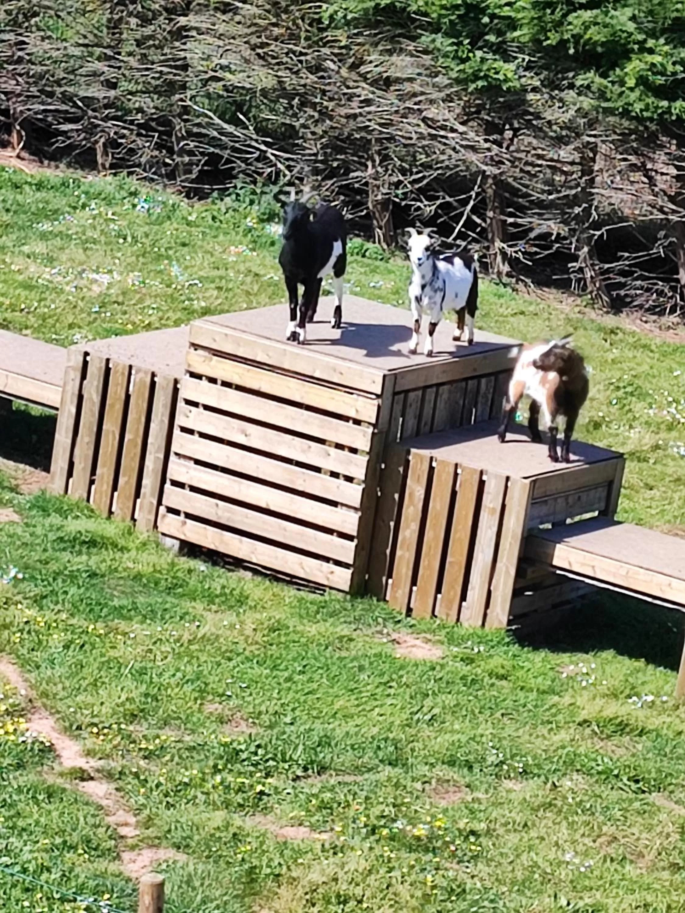 Pets, Other Animals in Chambres d'Hôtes "Les Hauts Vents"