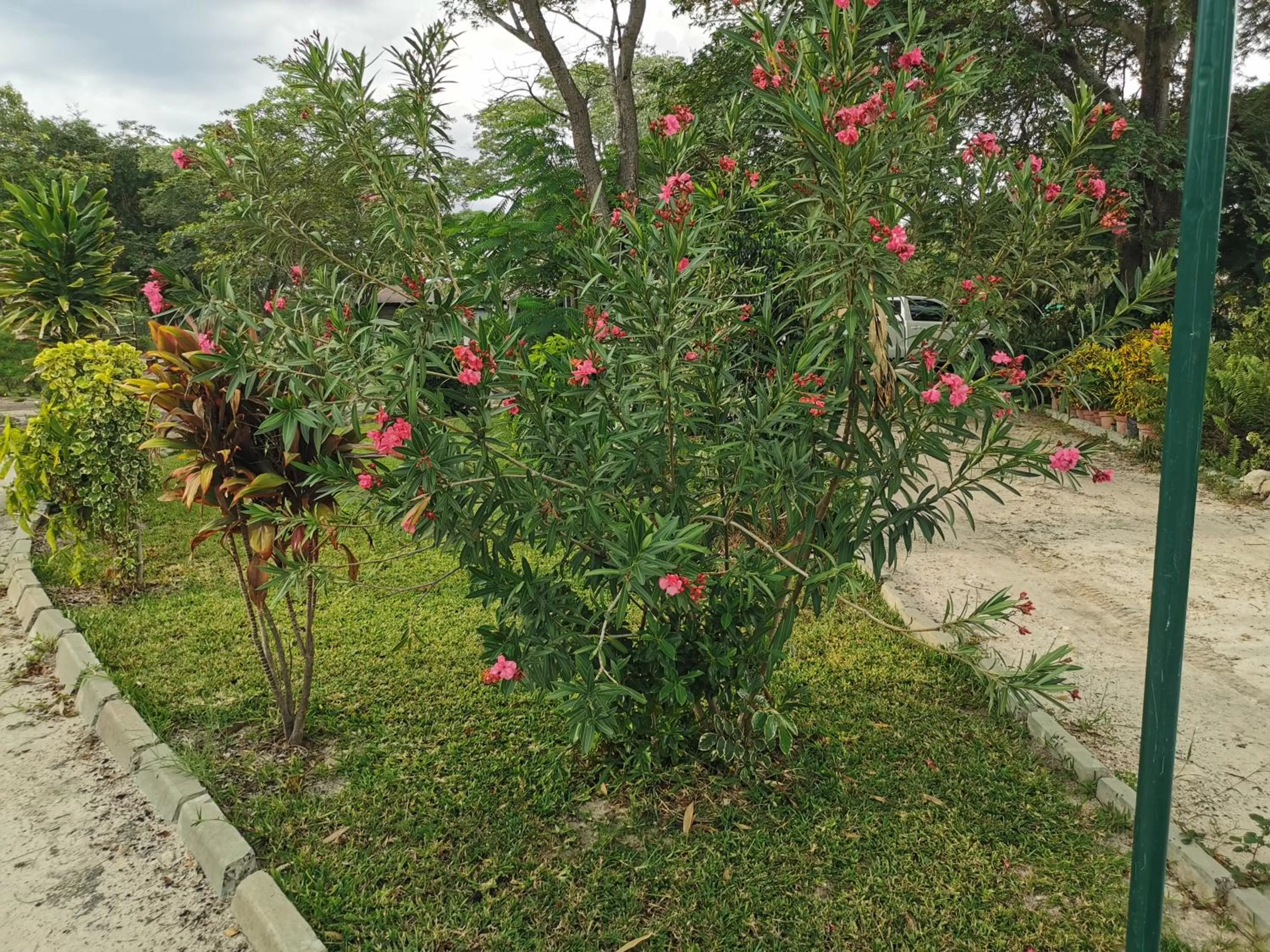 Garden in Happy Forest B&B