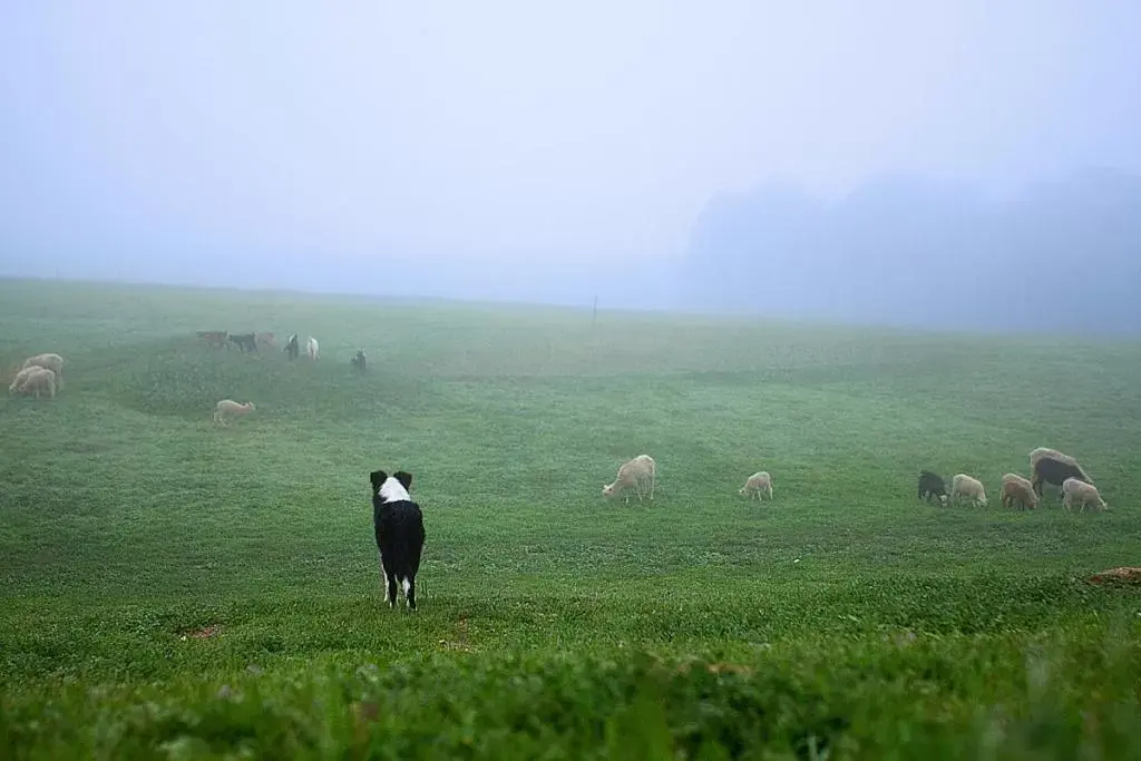 Other Animals in Rêves de Moutons