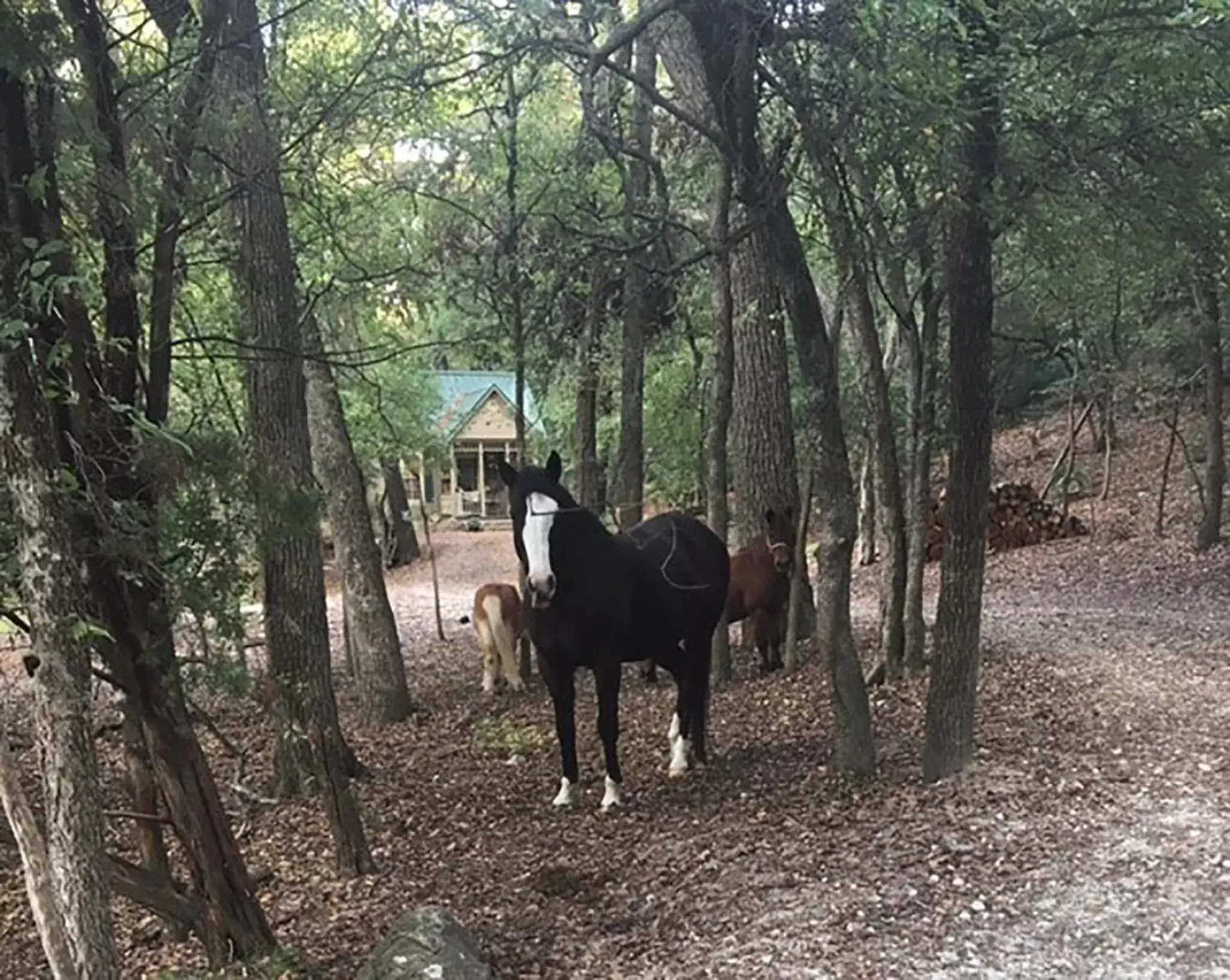 Animals, Horseback Riding in Country Woods Inn