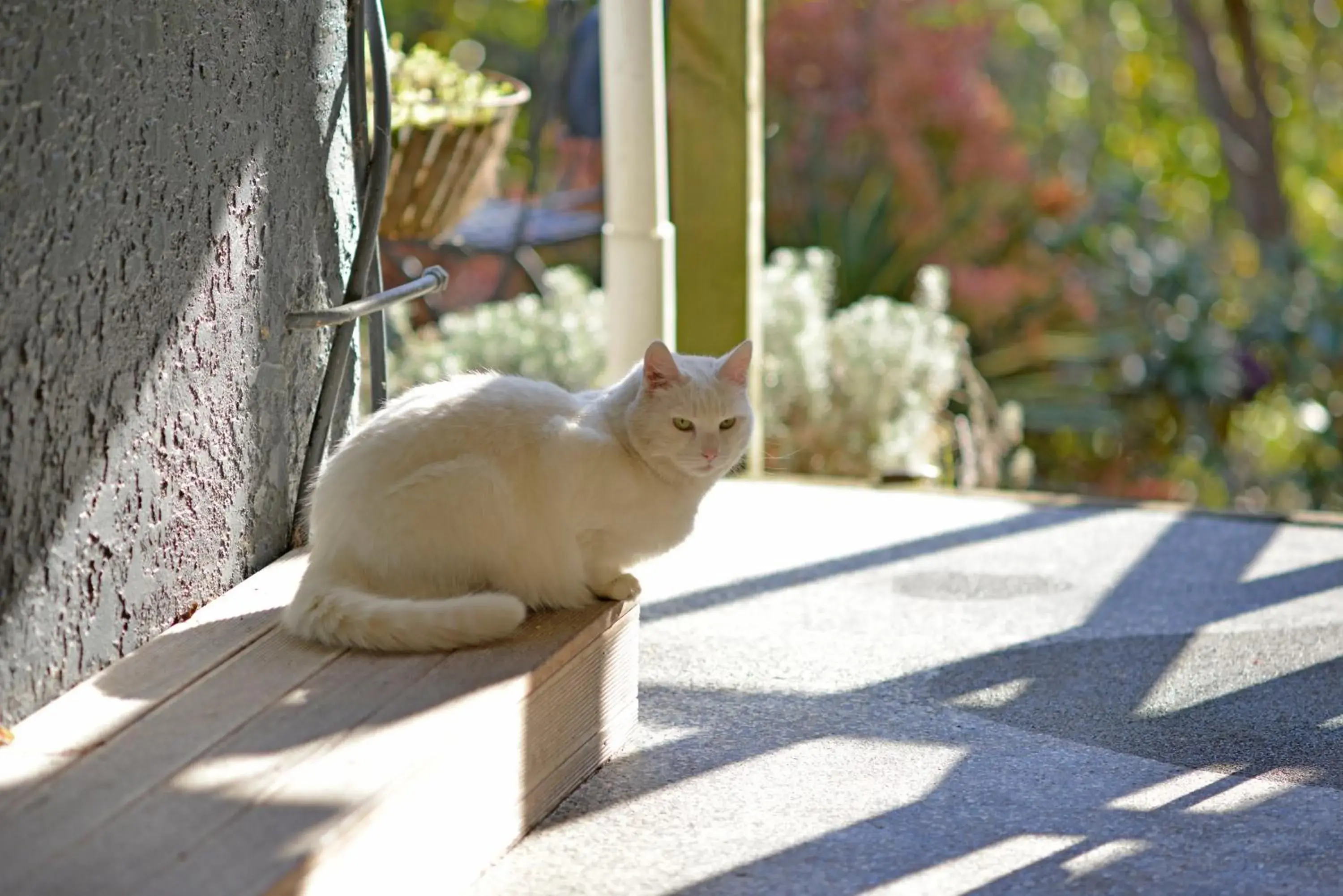 Pets in Tombstone Backpackers