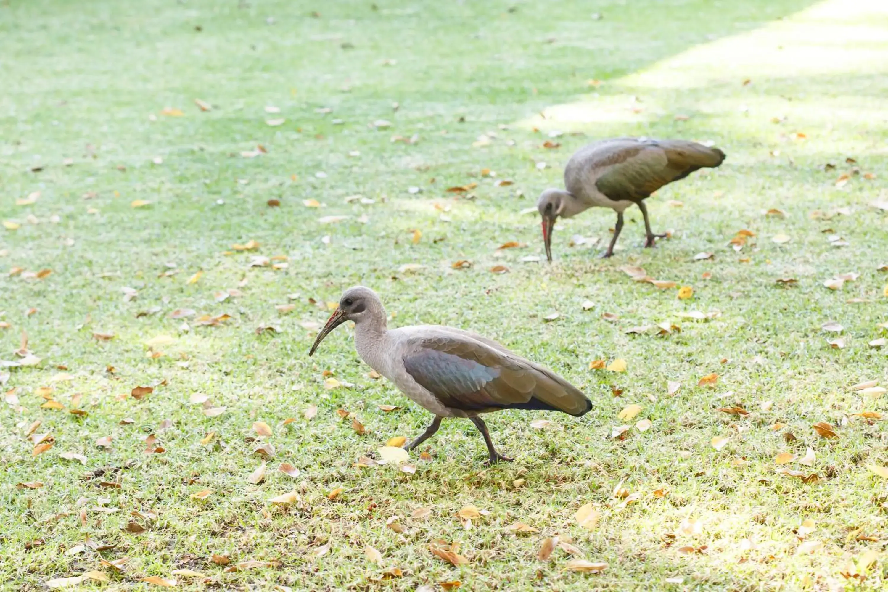 Property building, Other Animals in Rosenhof Boutique Hotel