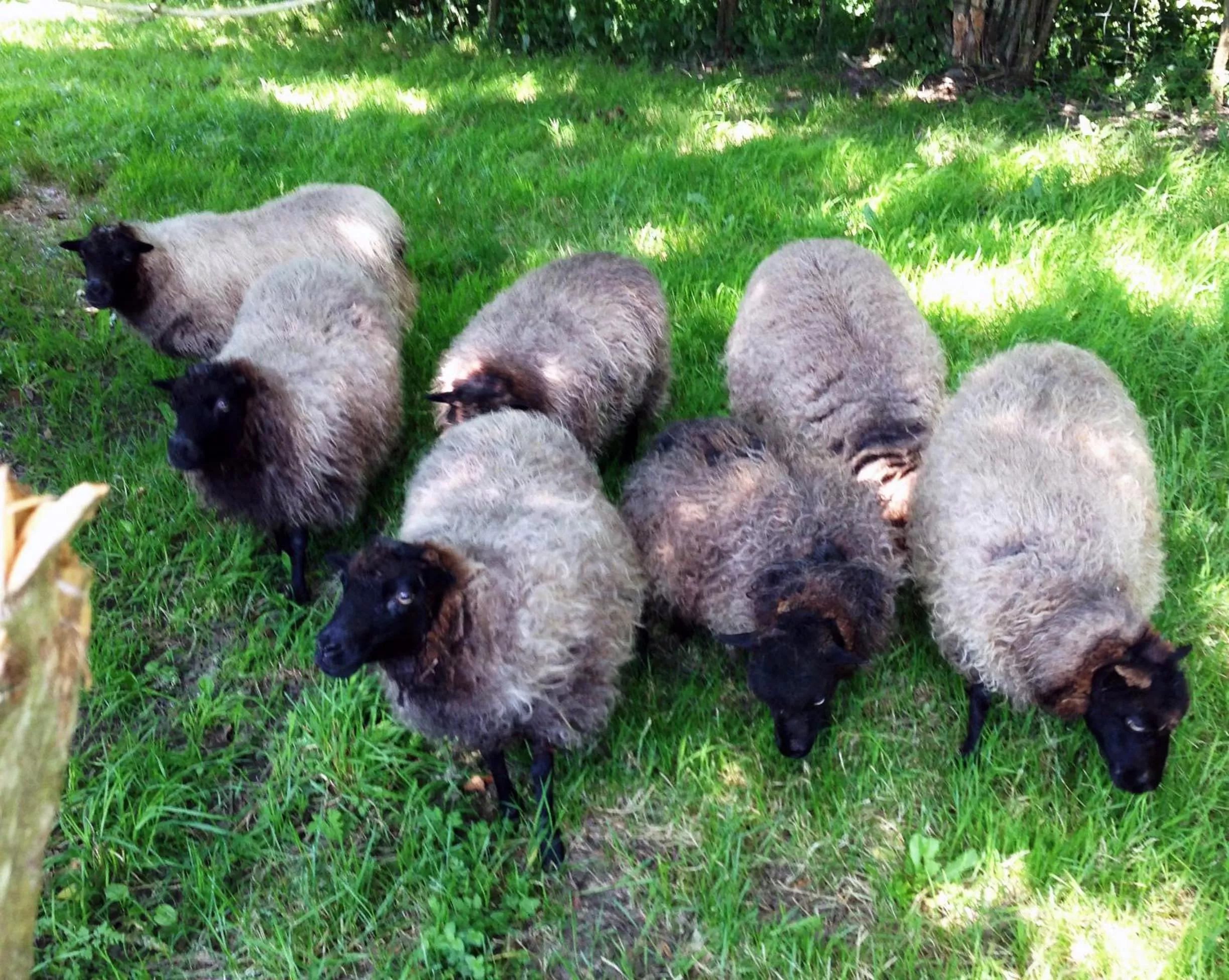 Other in La Romance et la Romanesque