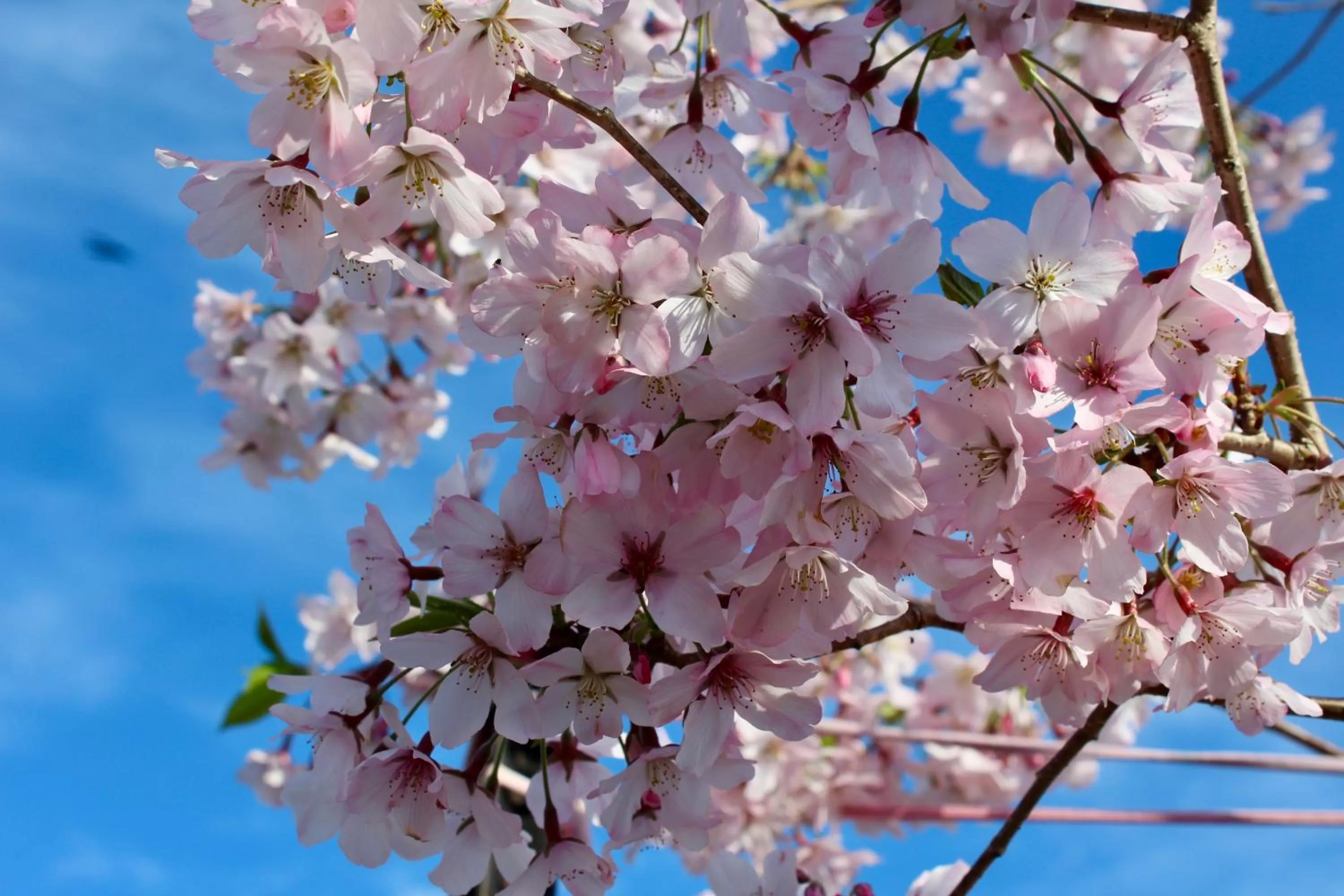 Spring, Other Animals in Arohanui Rural Retreat B&B