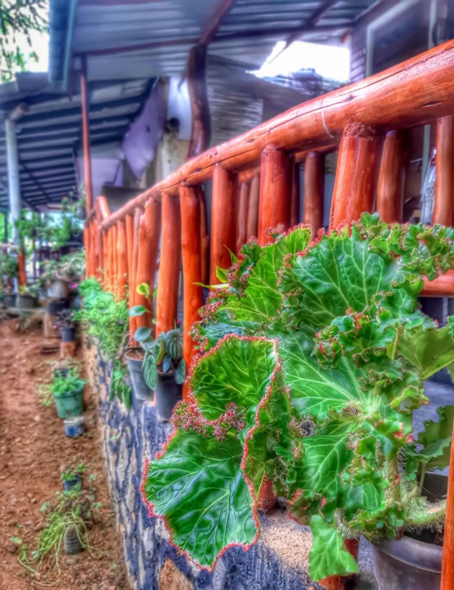 Garden view in Cozy Home Stay