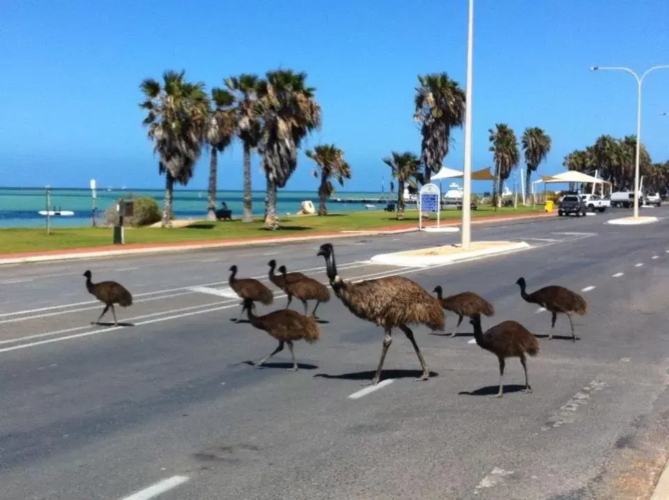 Other Animals in Heritage Resort Shark Bay