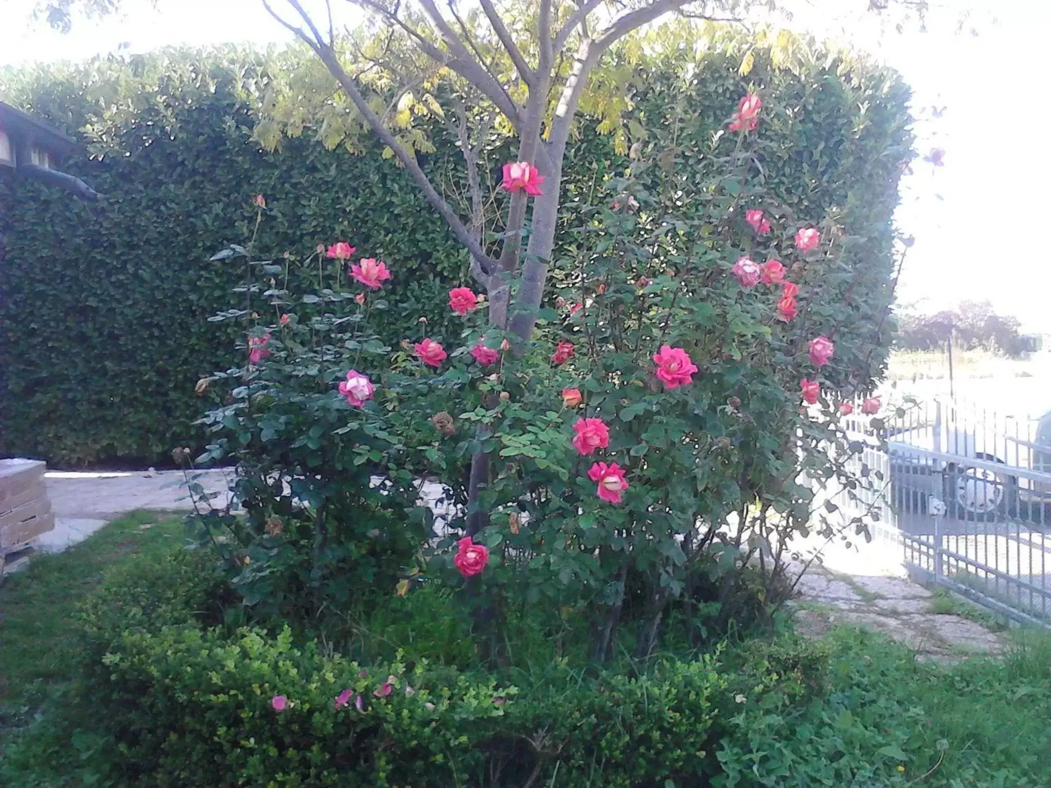 Garden in Ca' Le Rose