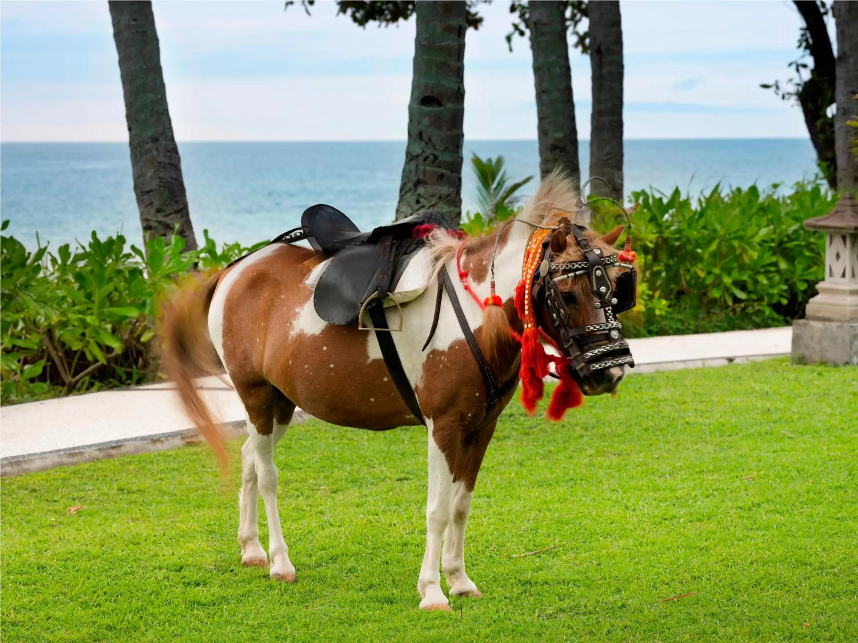 Horse-riding, Horseback Riding in Holiday Resort Lombok