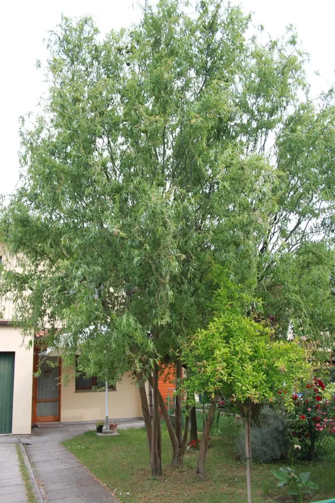 Garden in I salici di Laura