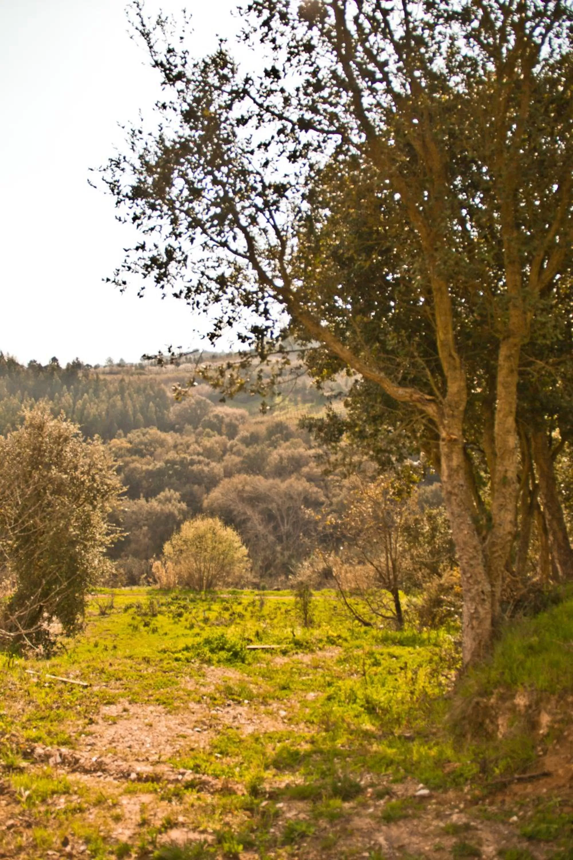 Natural Landscape in Cabanas da Colina