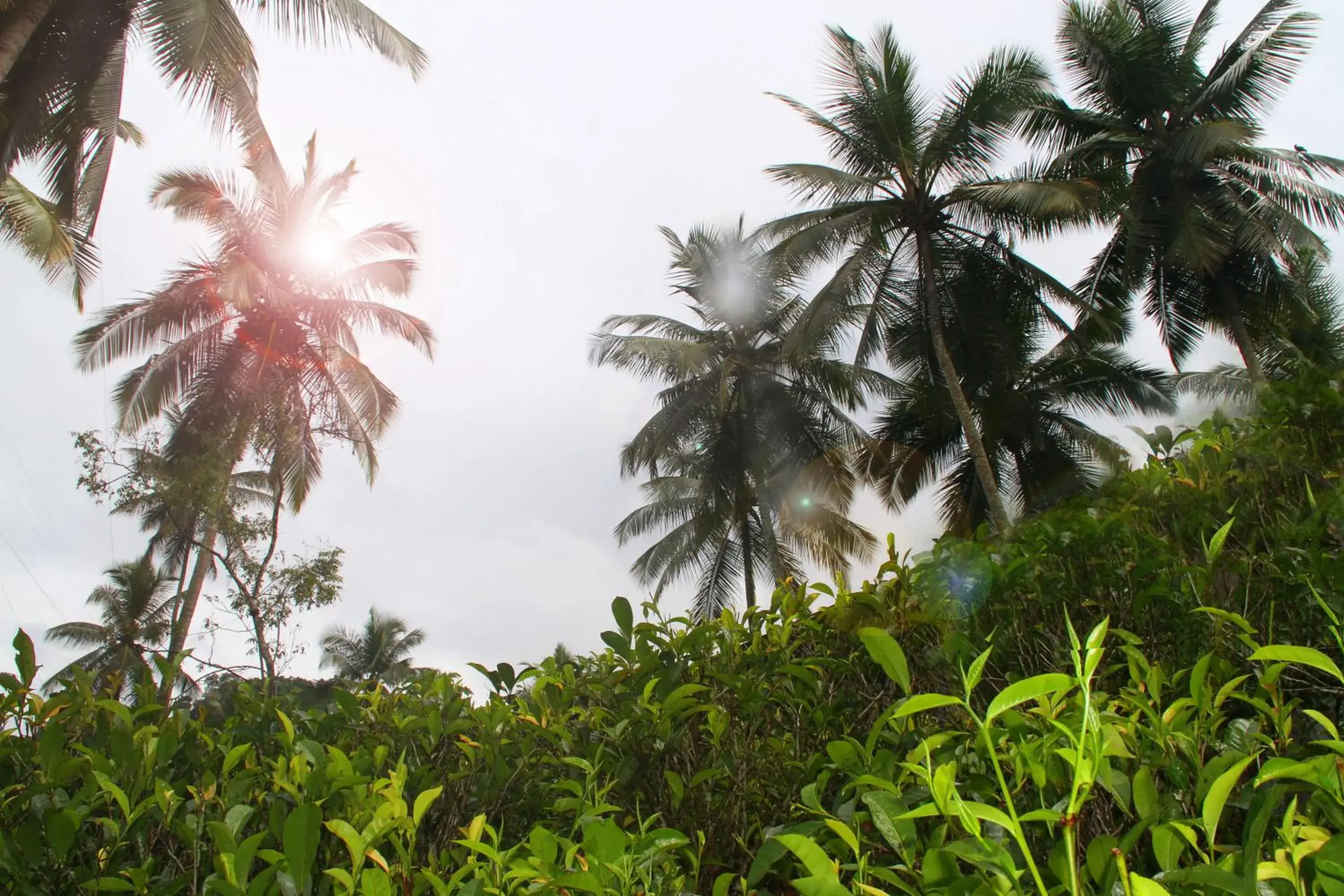 Other in Athulya Villas