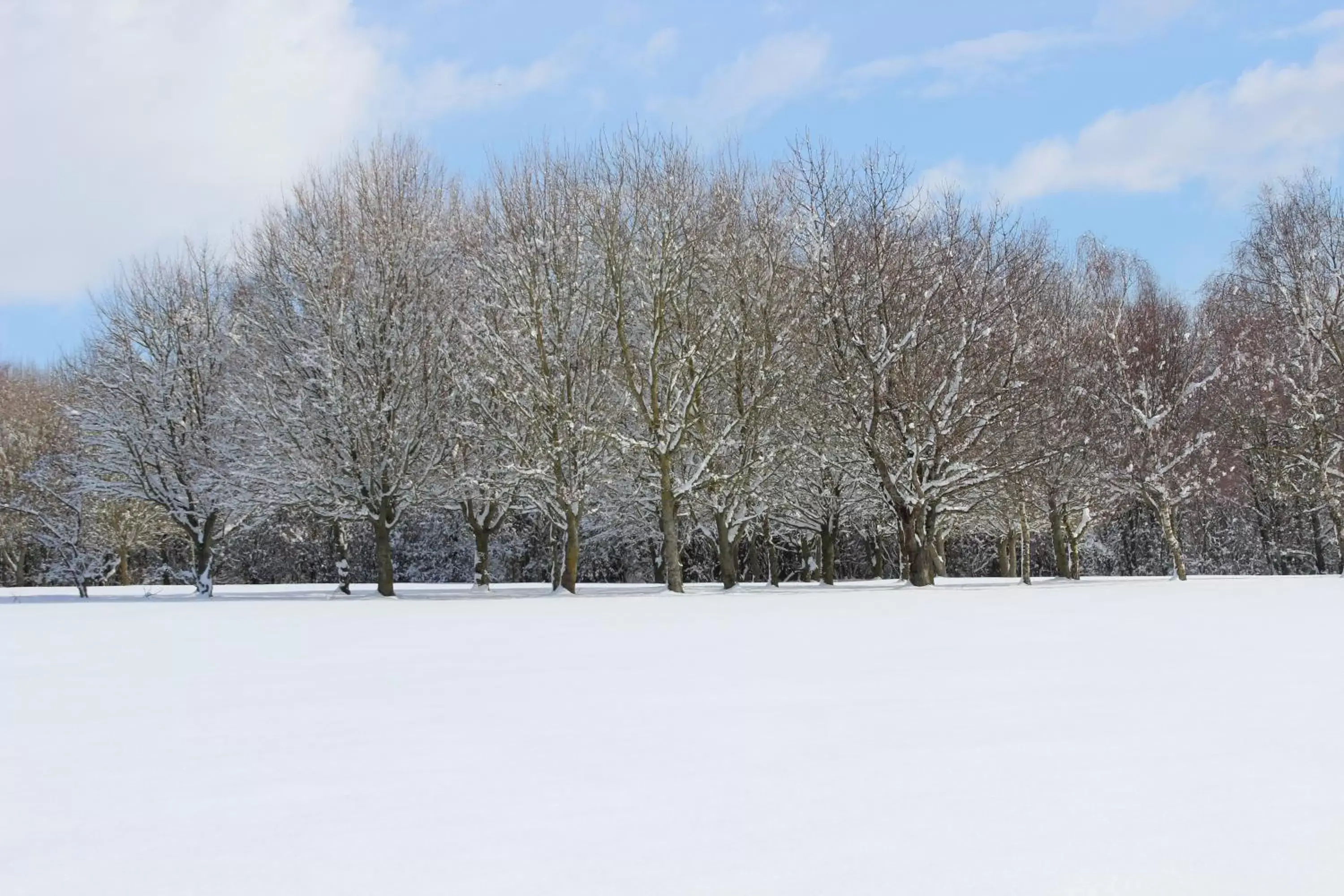 Natural landscape, Winter in Weald of Kent Golf Course and Hotel