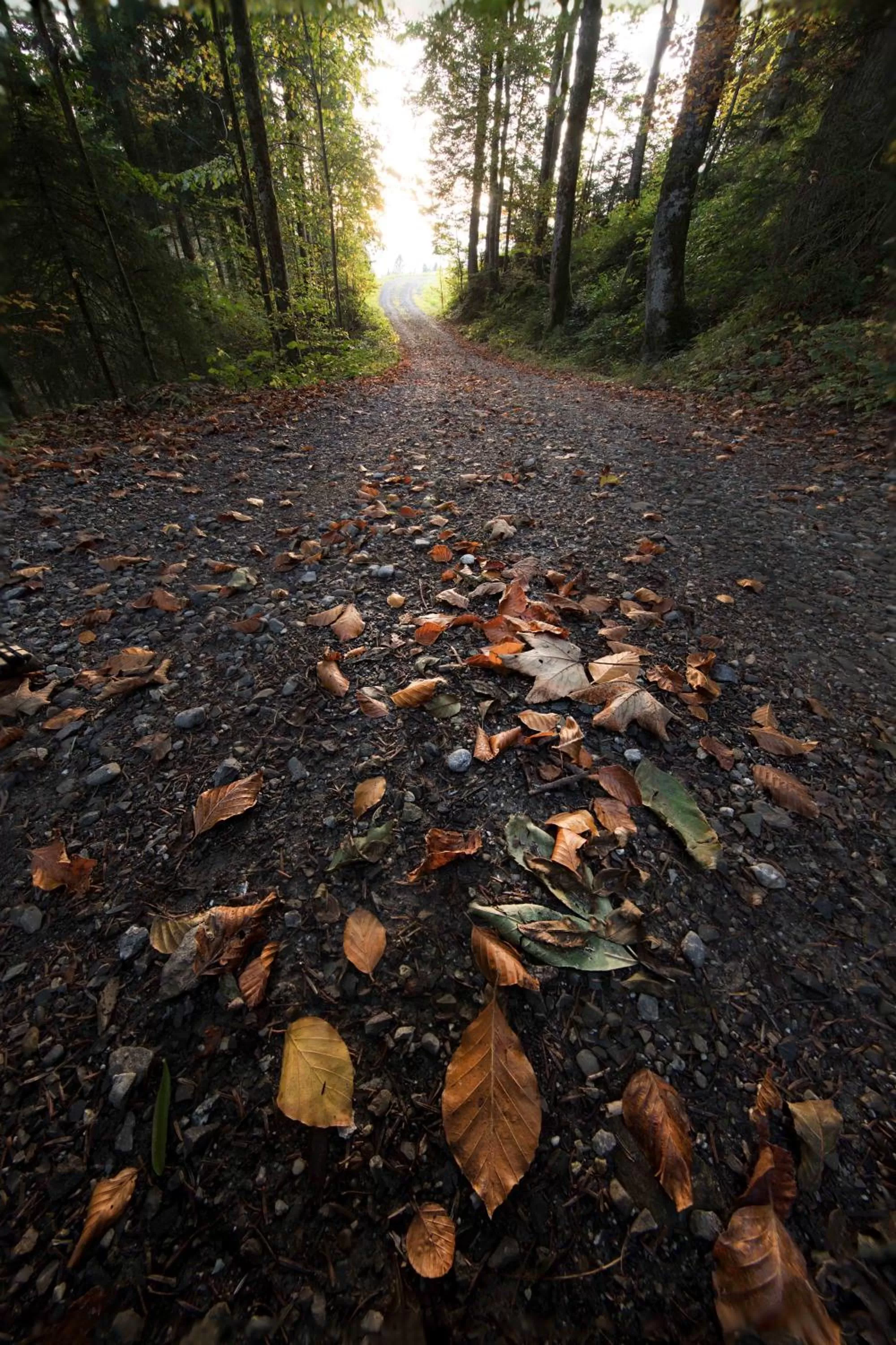 Hiking in Hotel St Hubertus