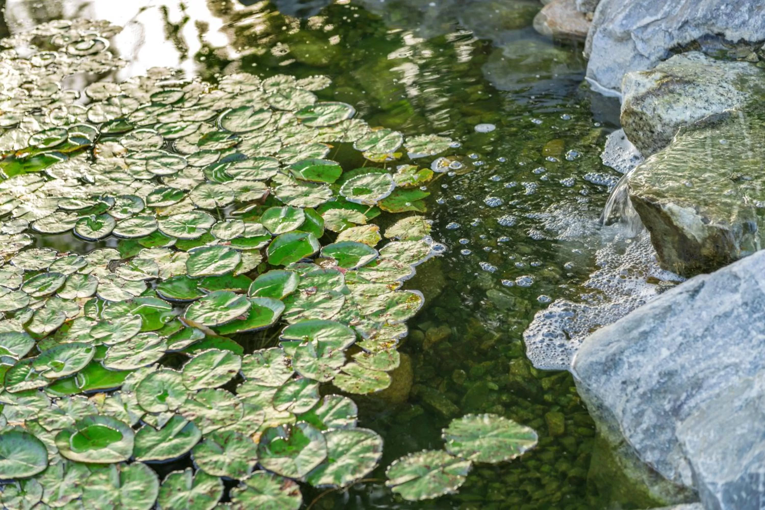 Garden in Ayres Lodge Alpine