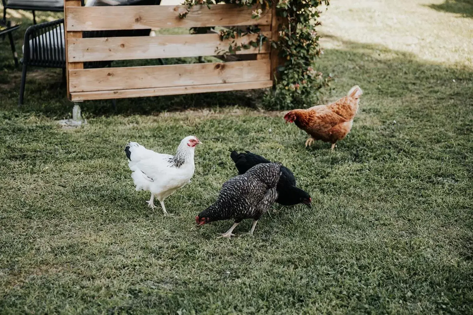 Property building, Other Animals in Château La Grande Clotte