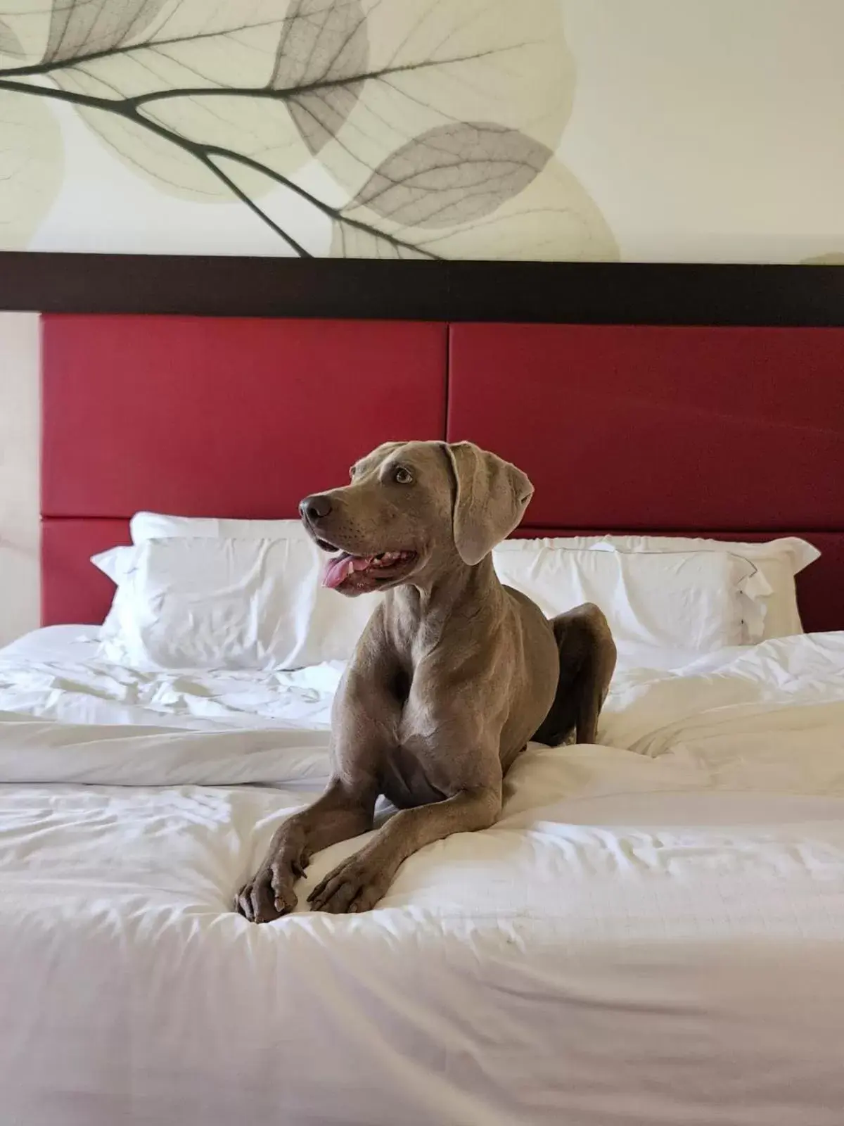 Bed, Pets in Hotel Griso Collection