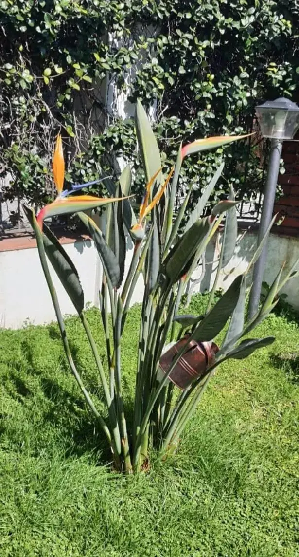 Garden in La casa di Barry