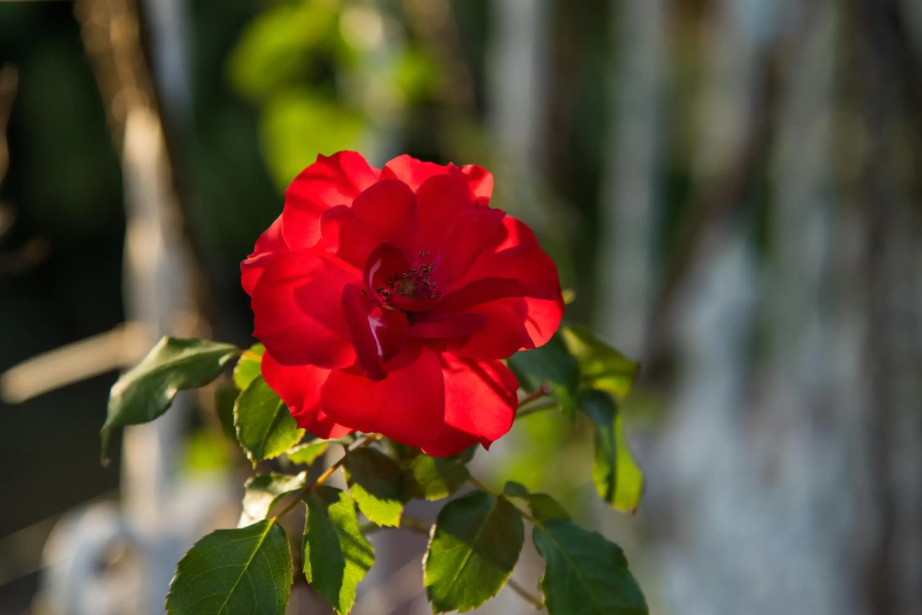 Garden view in Hotel Bougainvillea San José Garden view in Hotel Bougainvillea San José