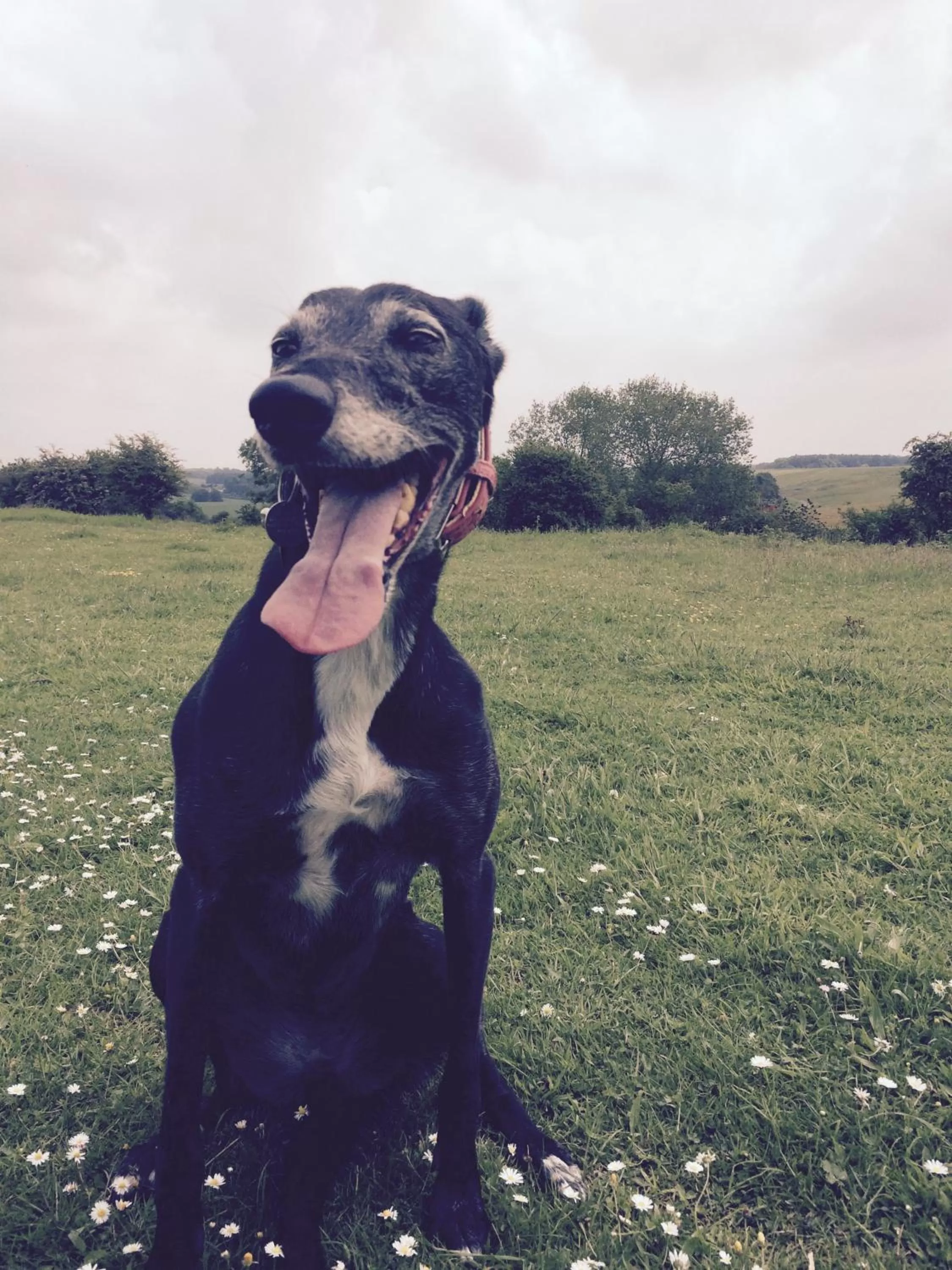 Pets in Grange Bank House