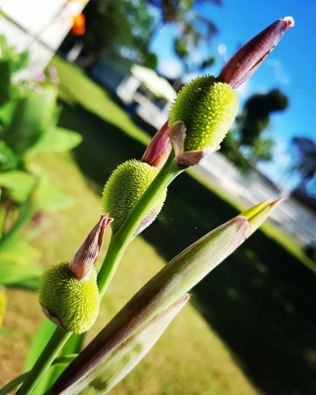 Chacara Estrela do Mar