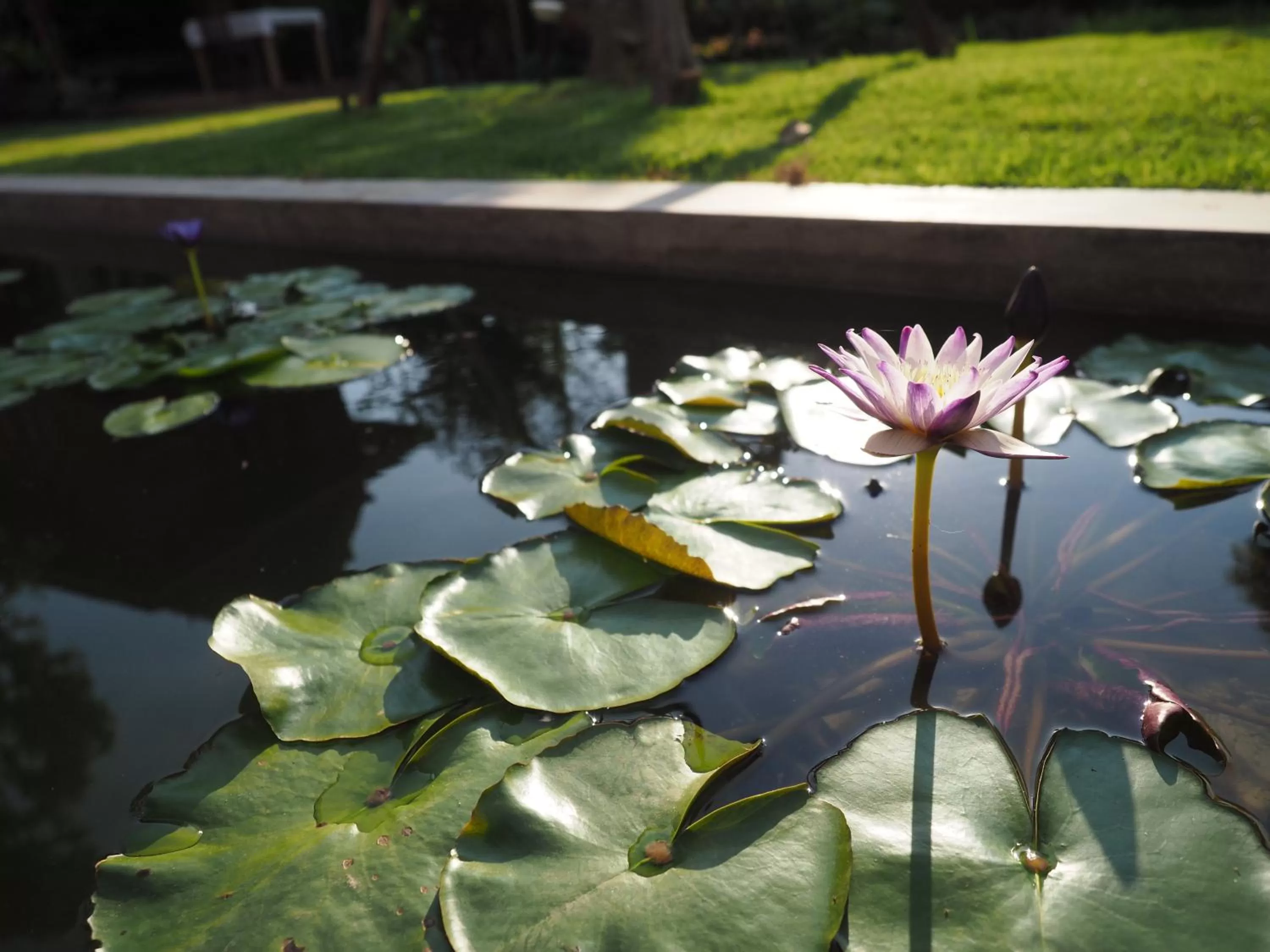 Garden in Amata Lanna Village อมตะล้านนาวิลเลจ
