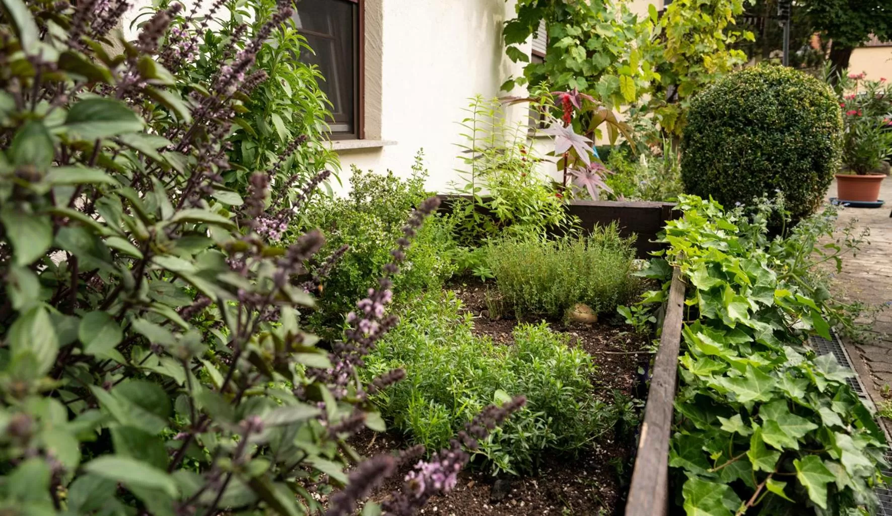 Garden in Hotel Krone