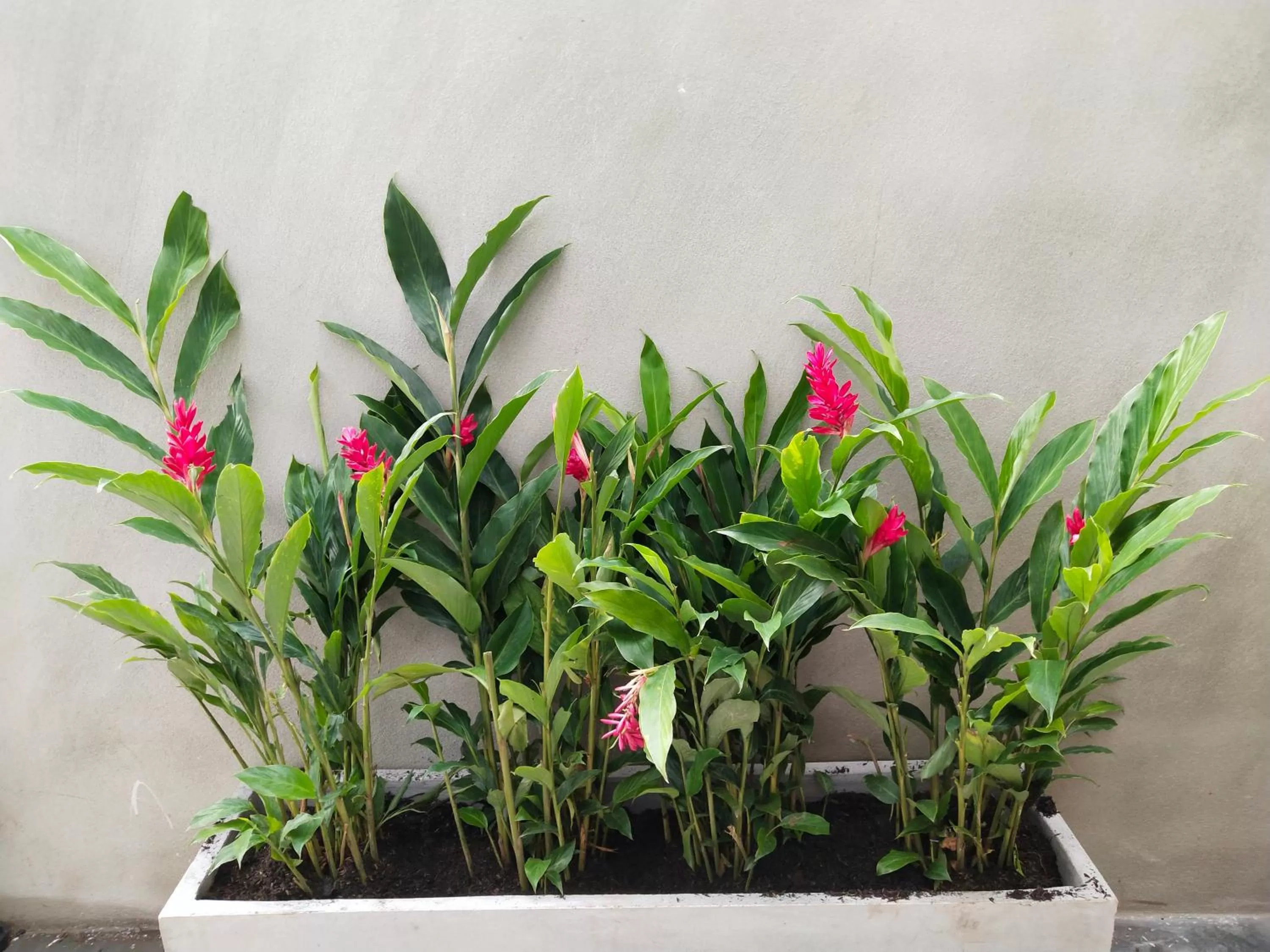 Garden in Hotel De Wualai