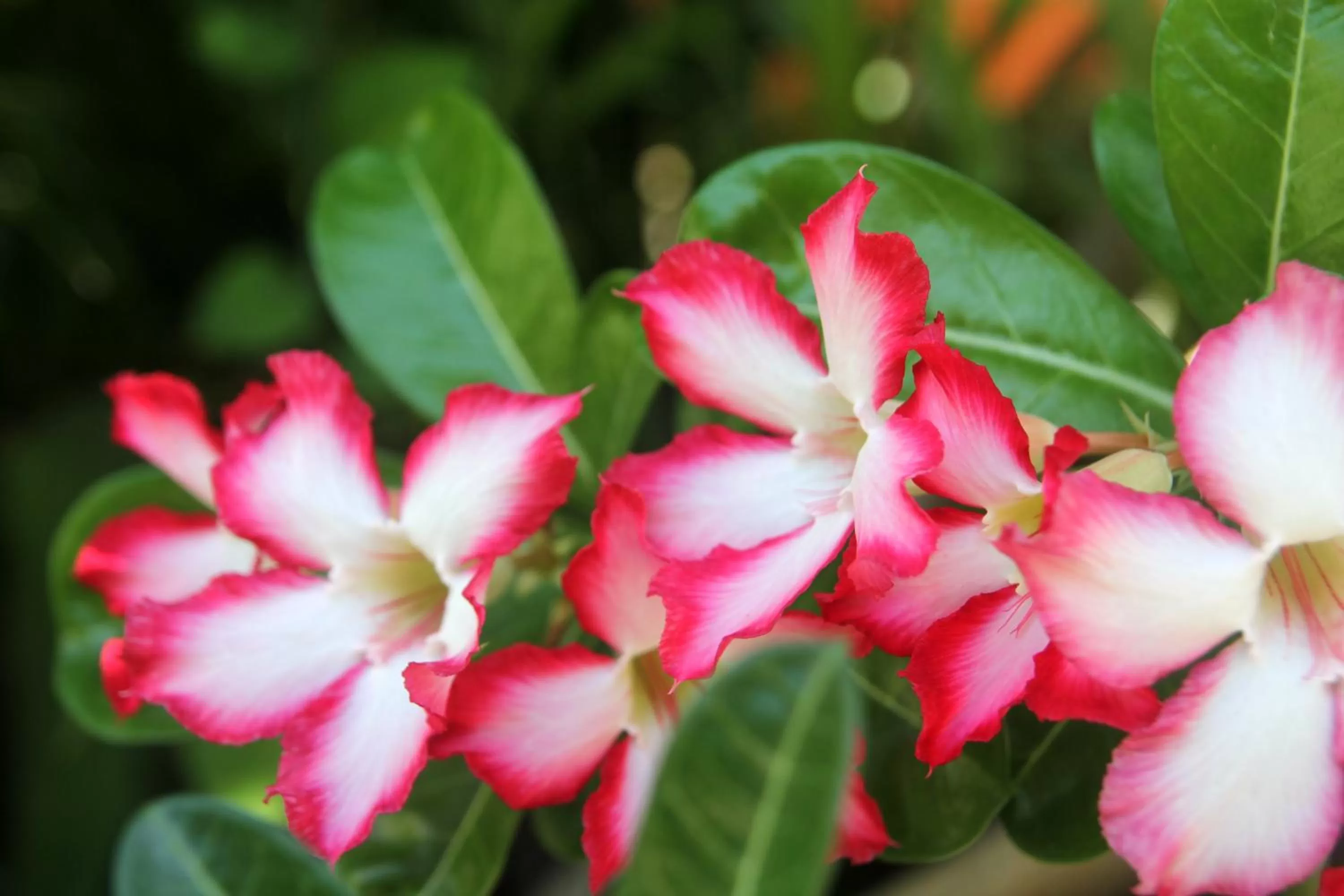 Garden in La Pantera Negra