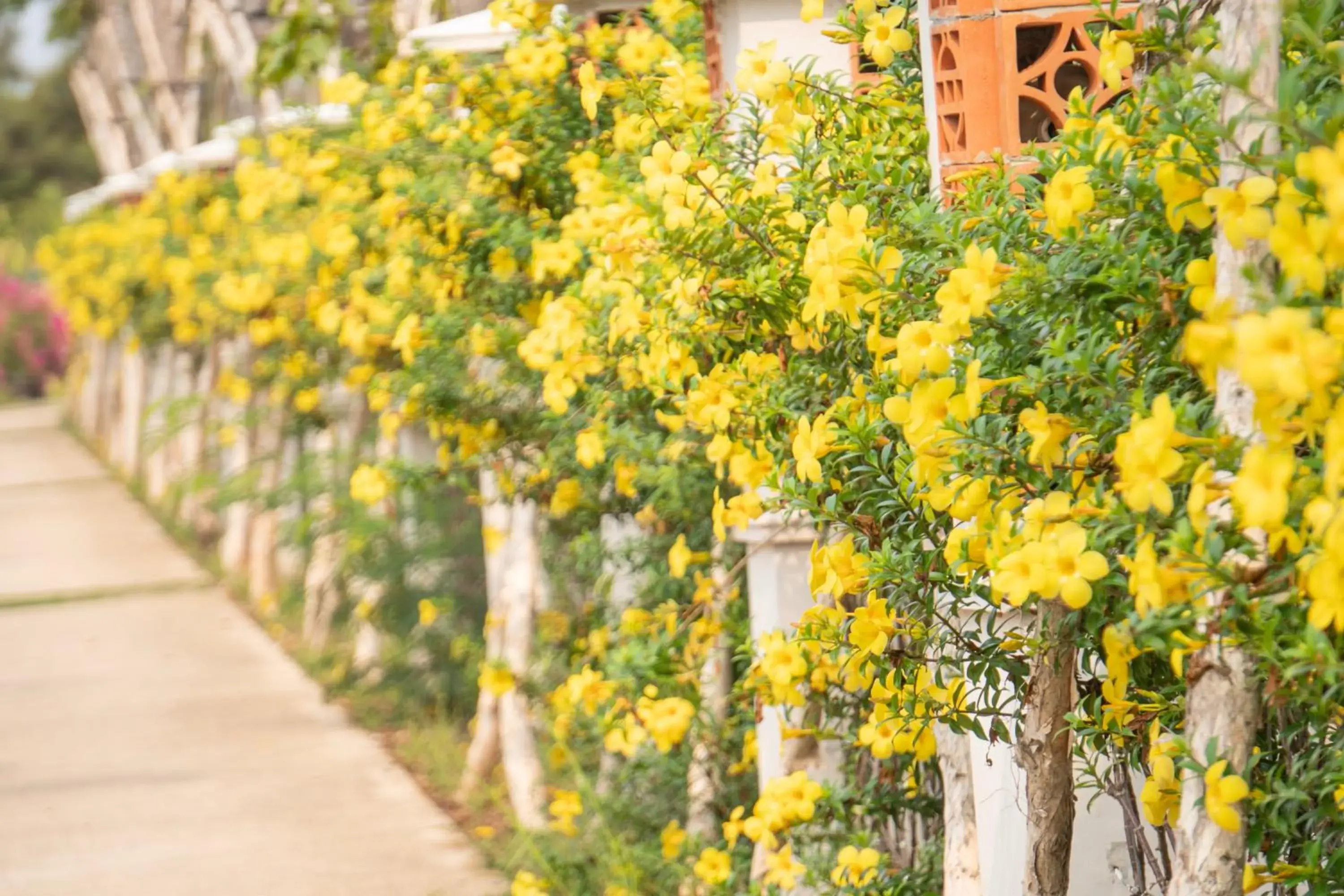 Garden in Mercury Phu Quoc Resort & Villas