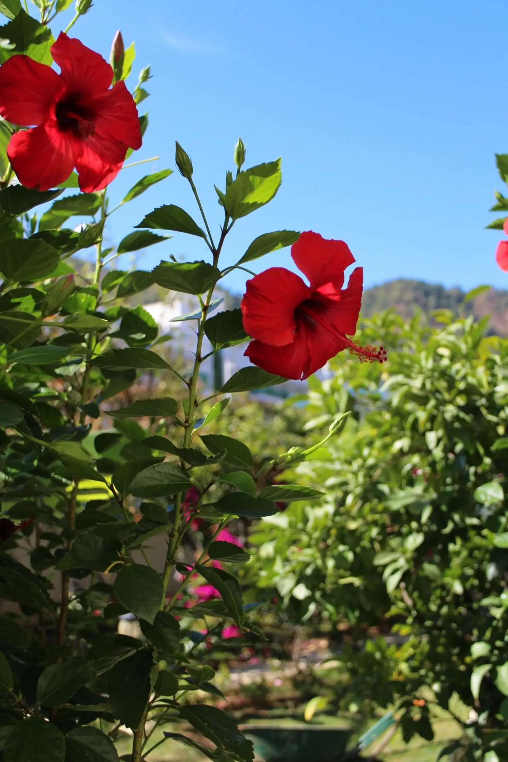 Garden in Örsmaris Boutique Hotel