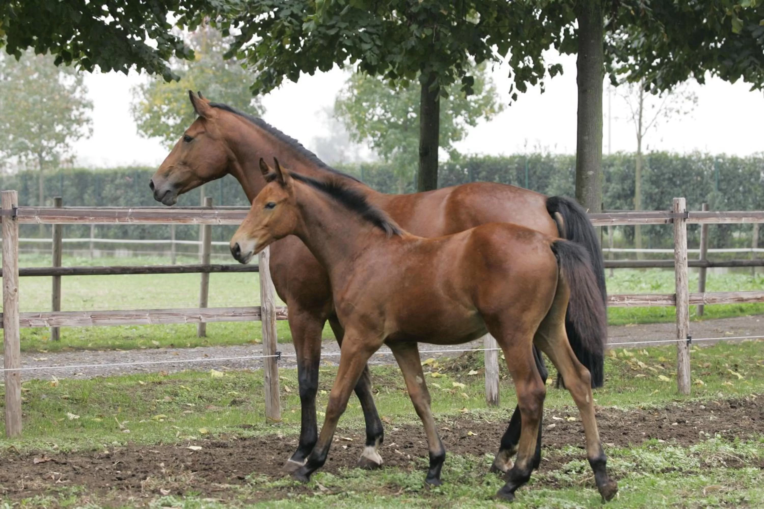 Facade/entrance in San Giacomo Horses & Agriturismo